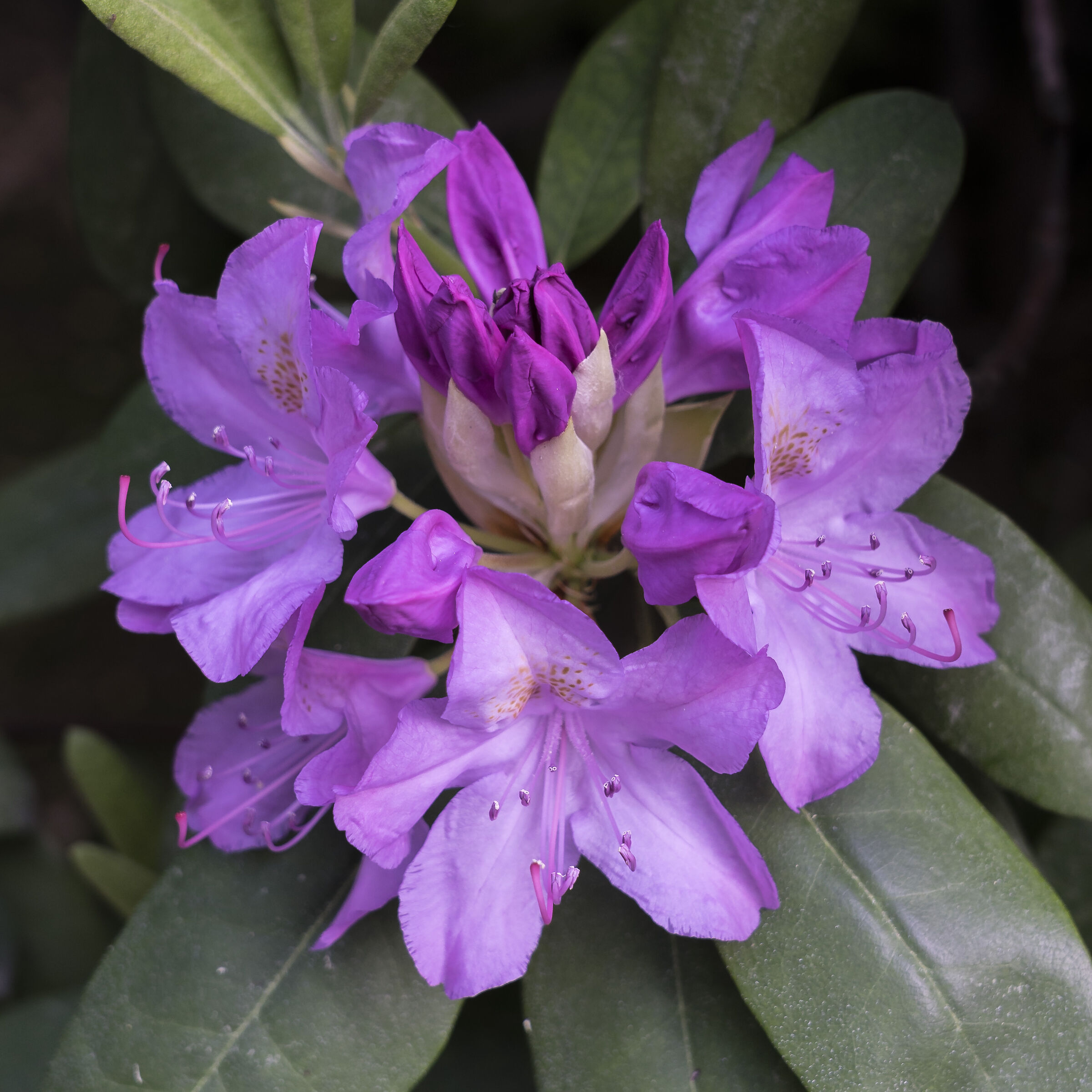 Rhododendrons - 28...
