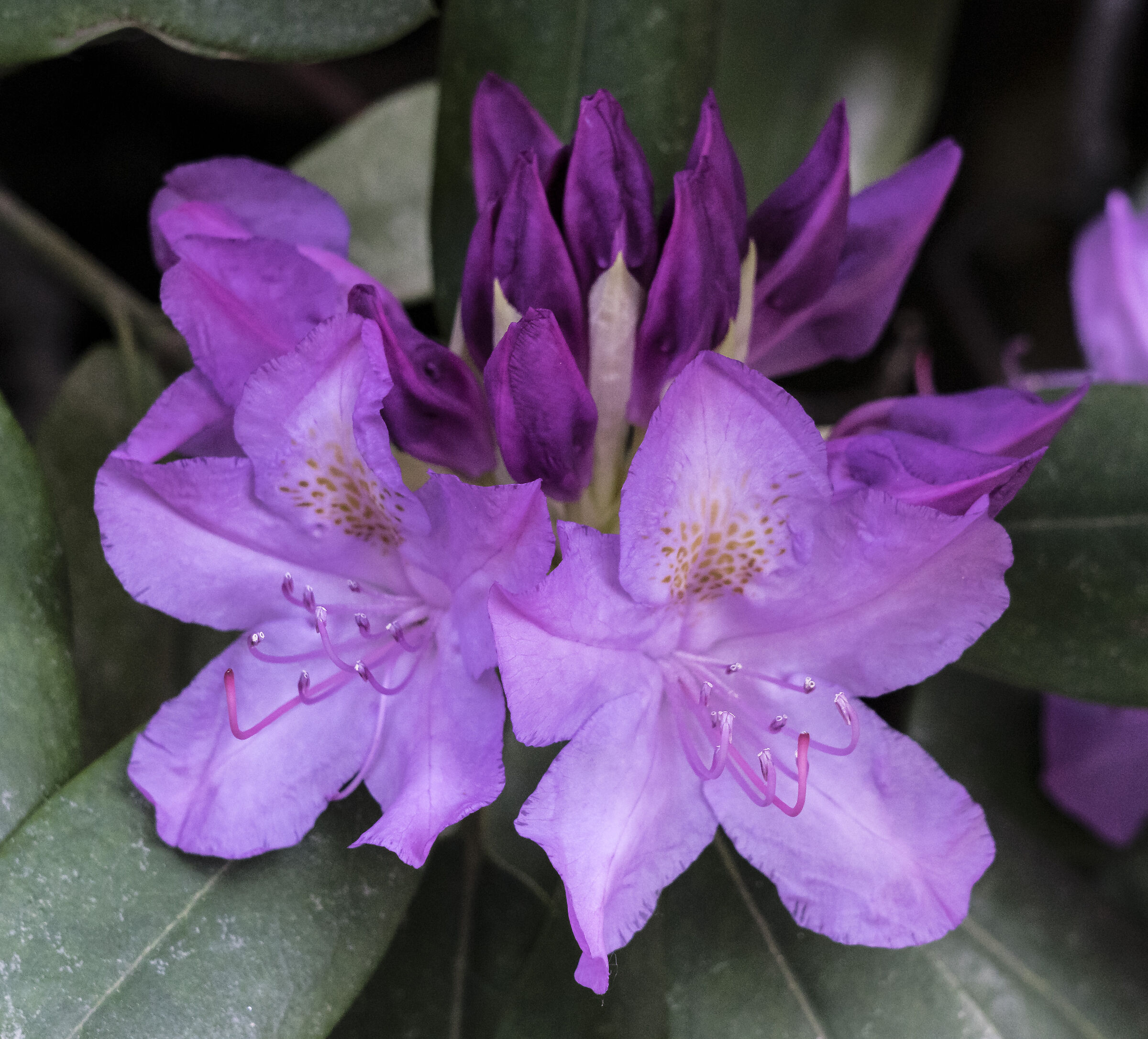 Rhododendrons - 30...