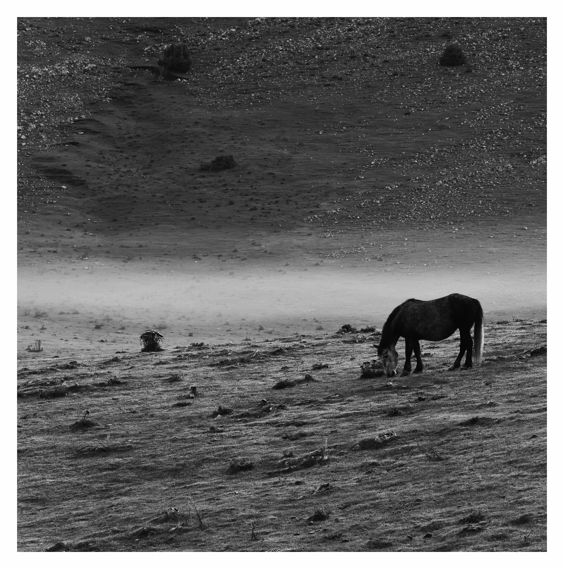 Lonely Horse...