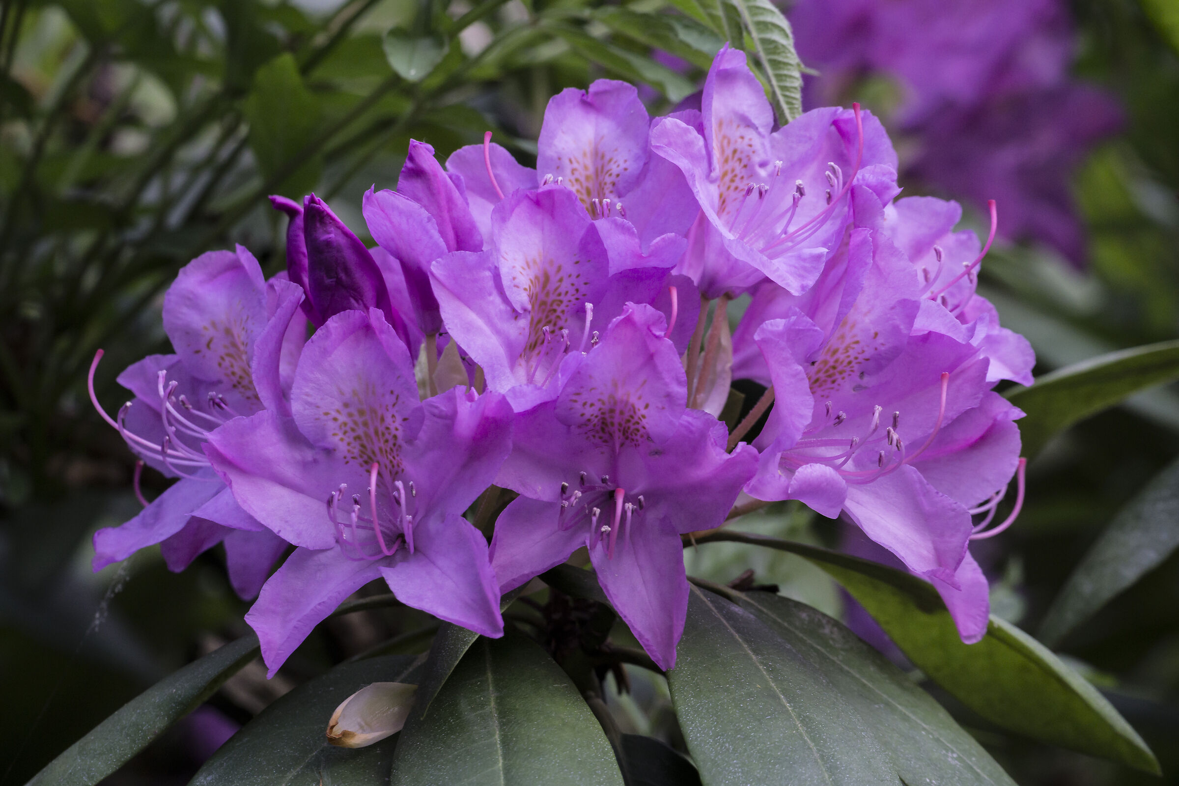 Rhododendrons - 39...