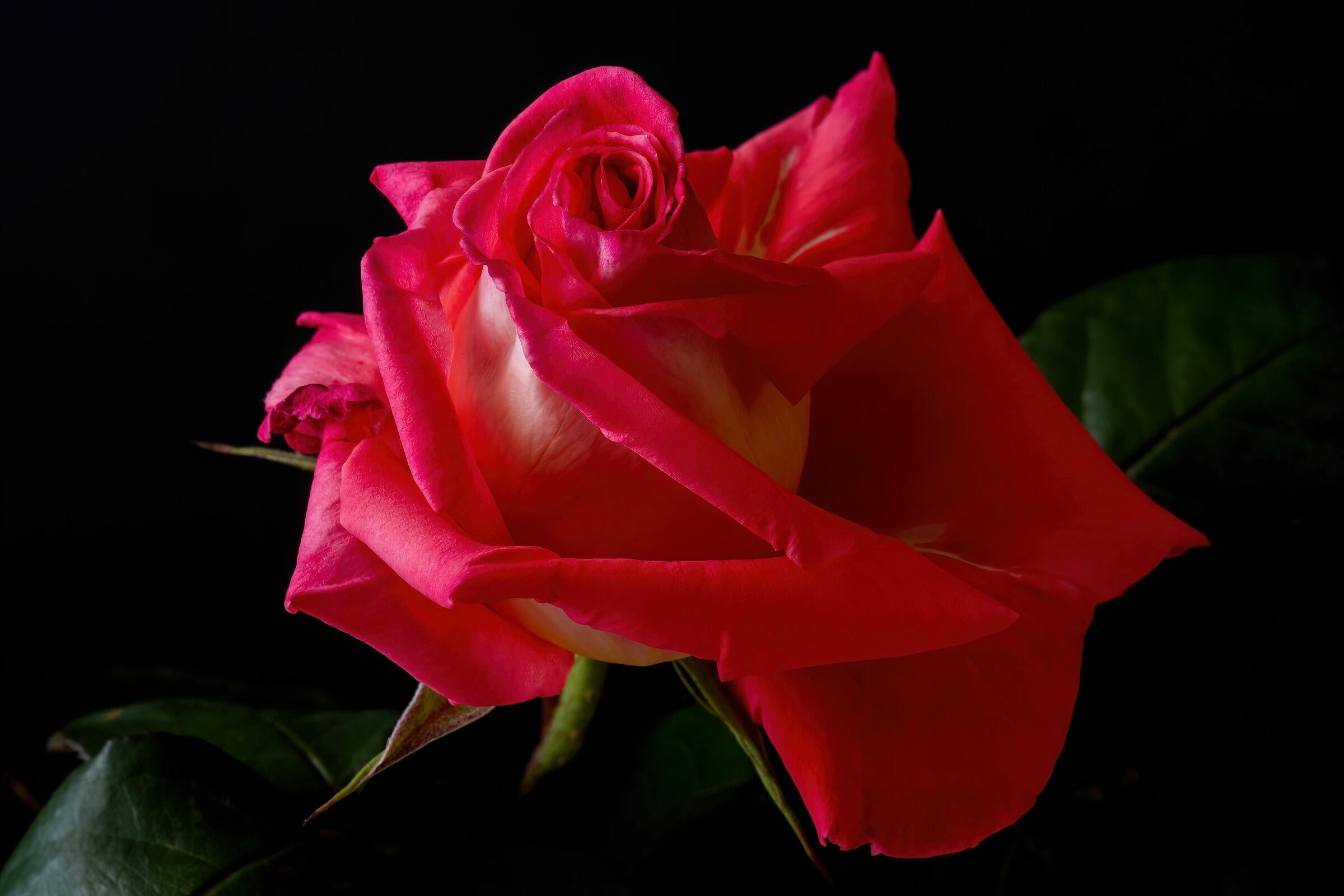 A rose for all moms...