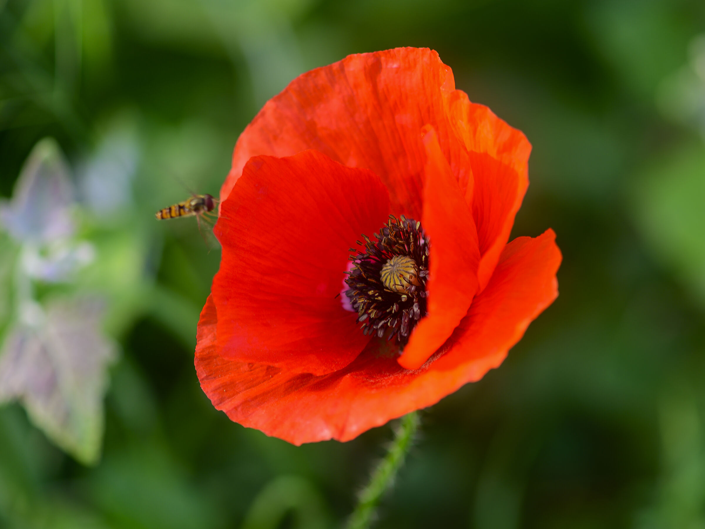The Bee and the Poppy...