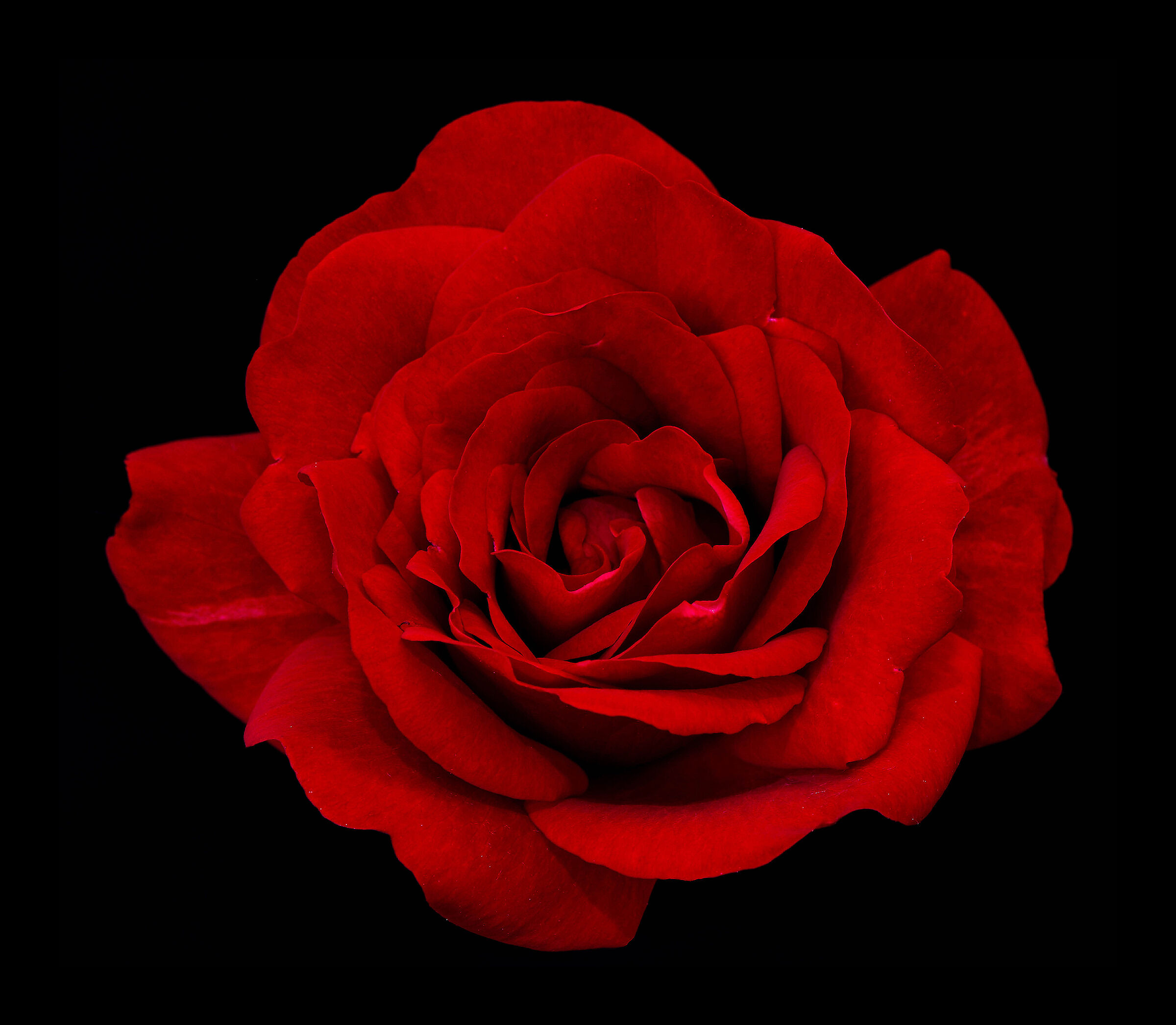 Red rose....