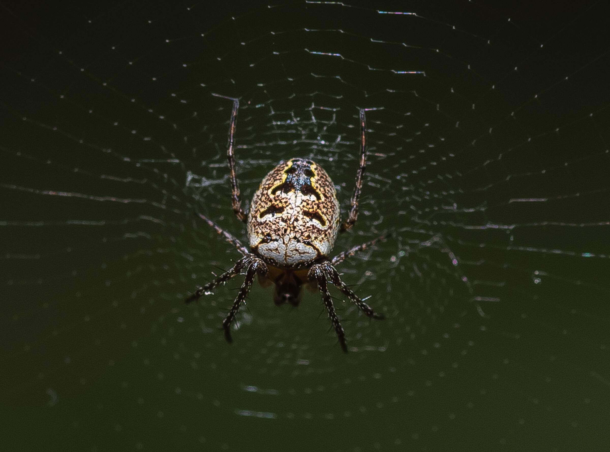Spider in the garden...
