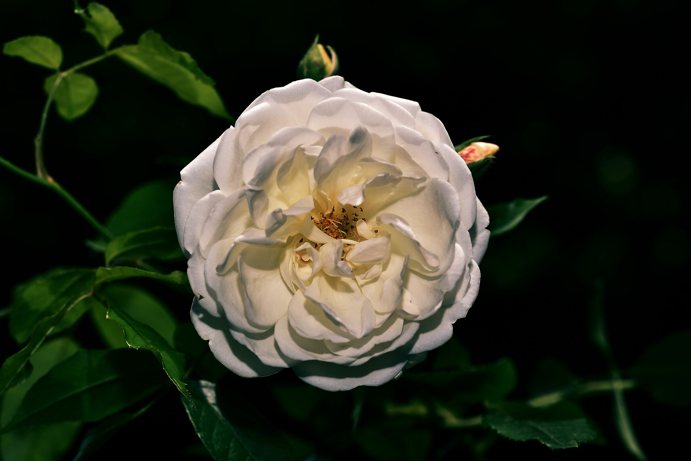 White rose...