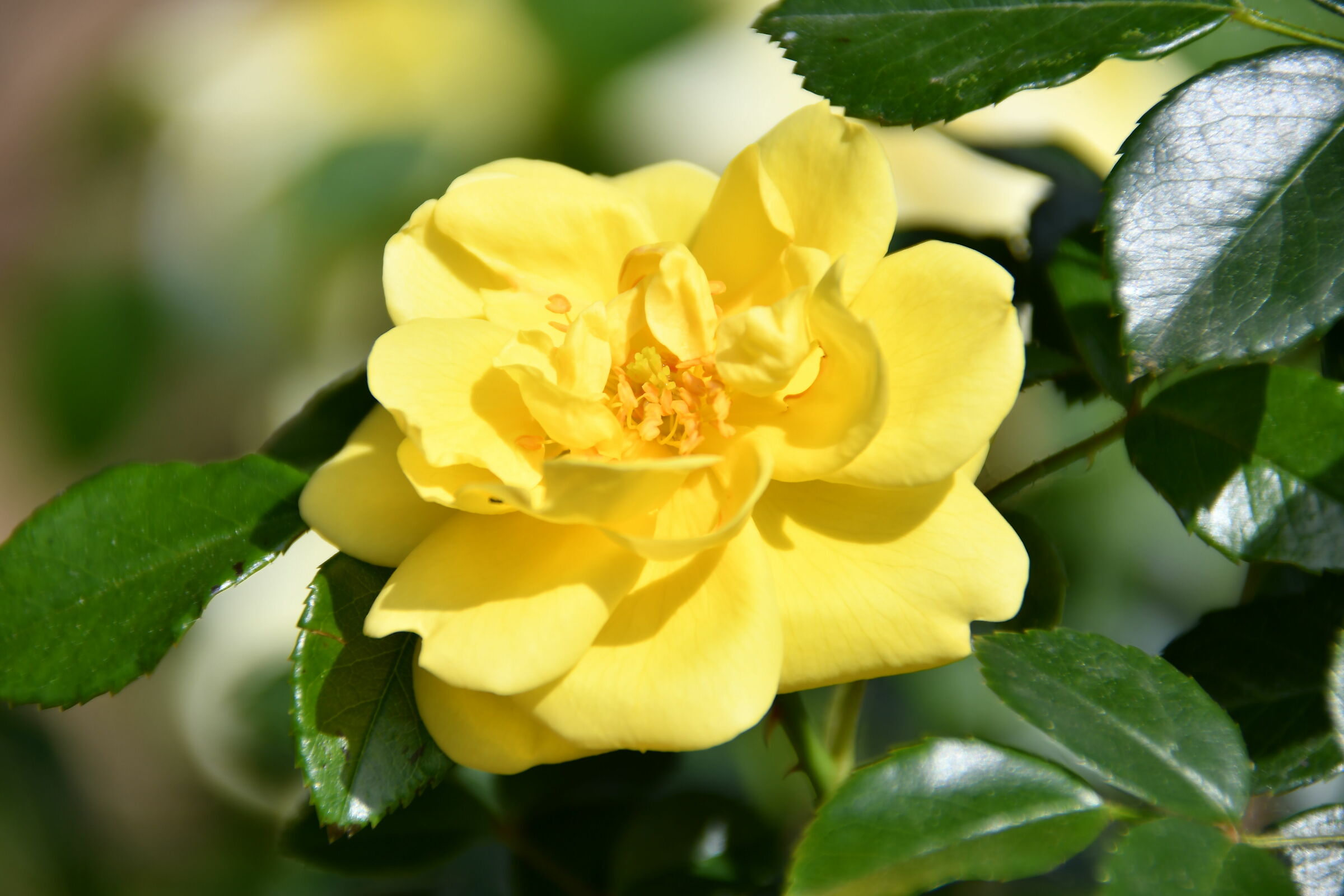 Yellow rose...