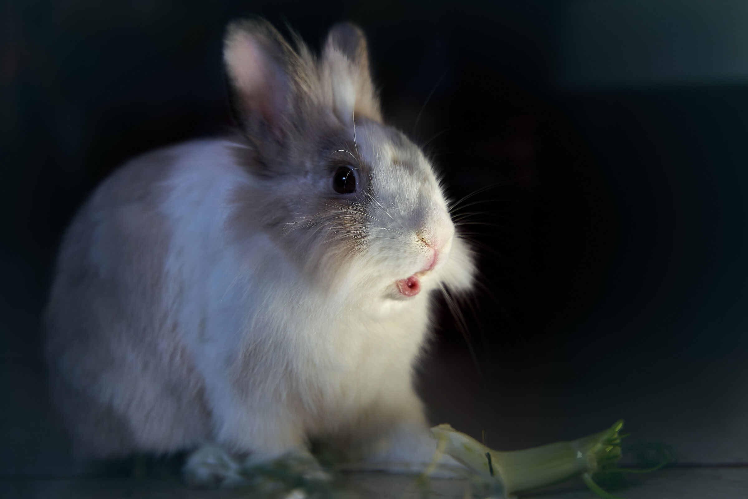 The astonishment of a rabbit...