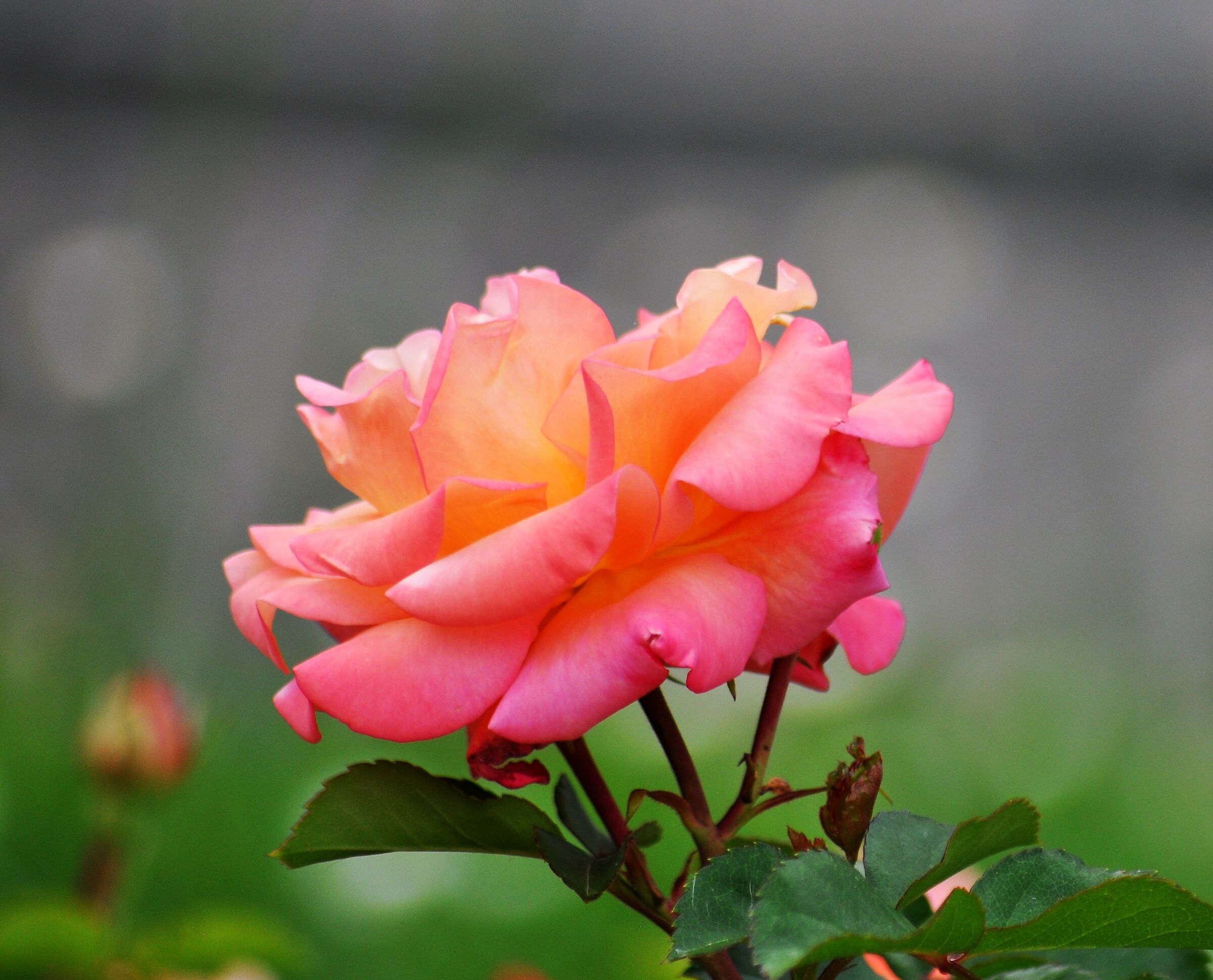 ...romantica rosa.....