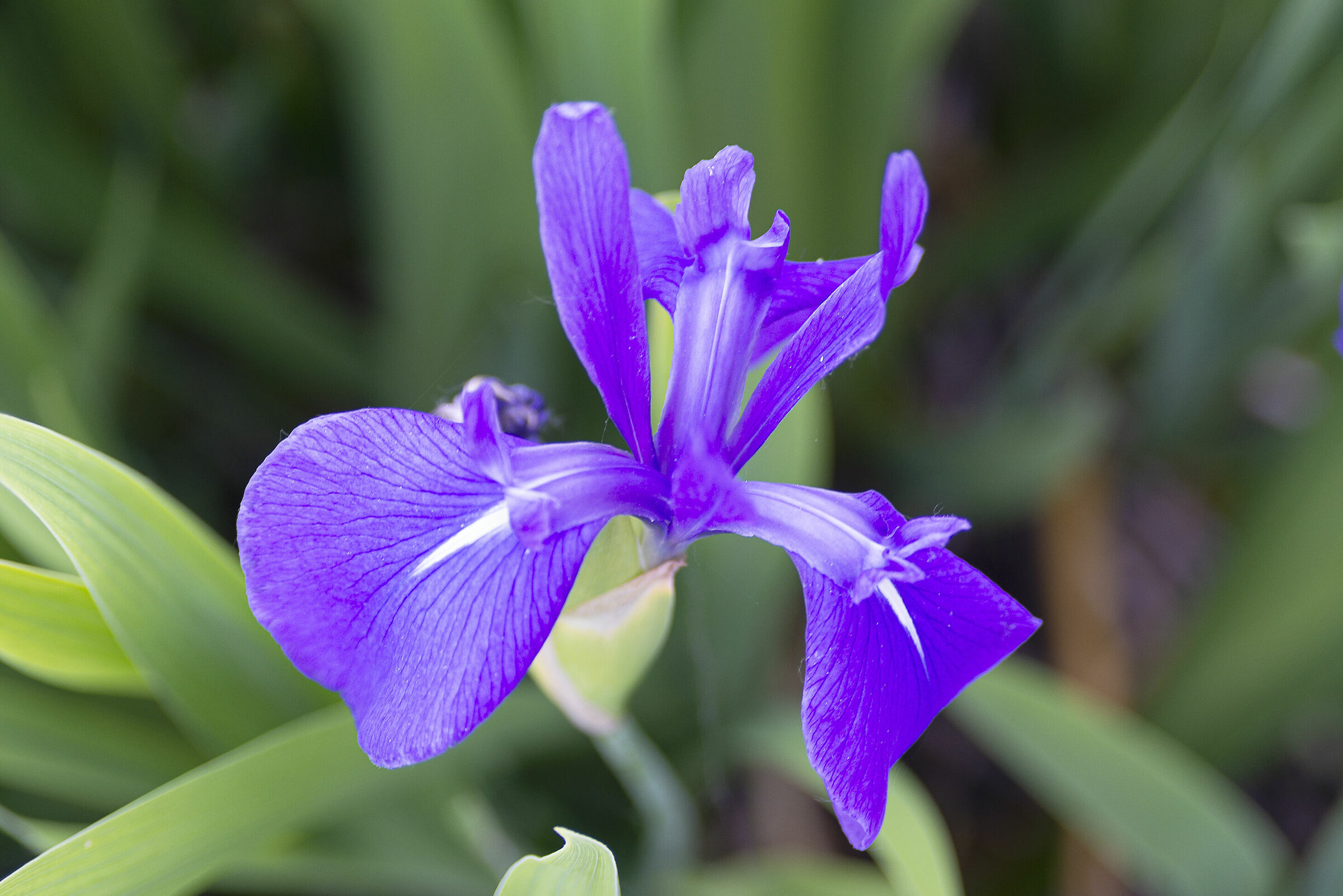 iris versicolor...