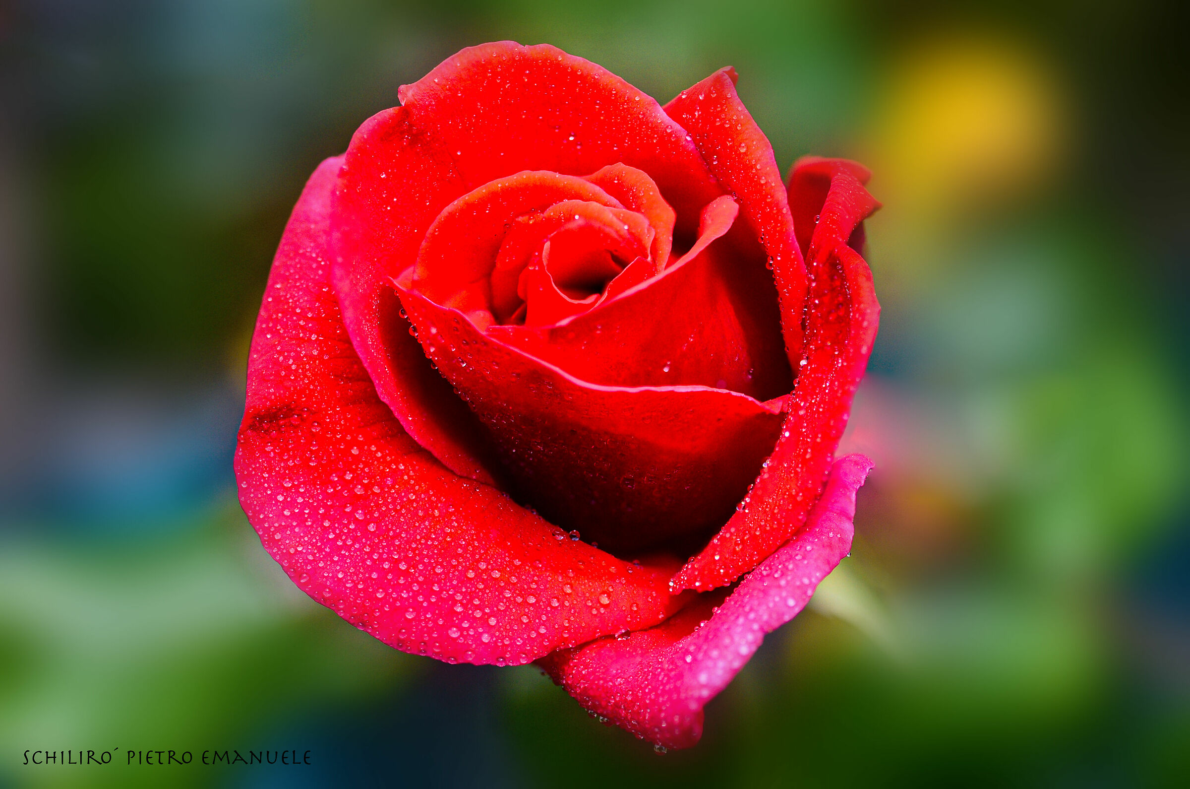 La rosa è l'armonia di essere sulla Terra...