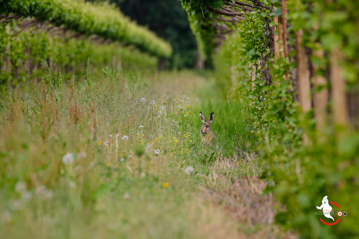 hares in the rows...