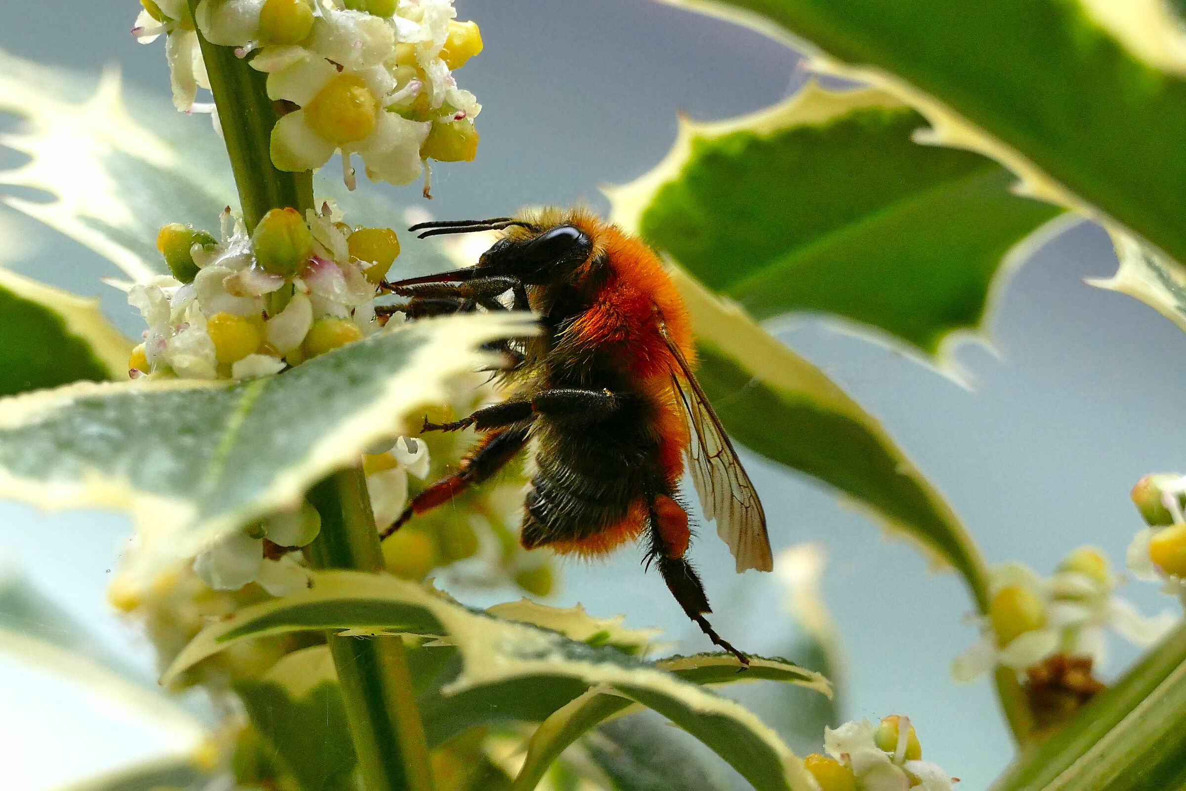 Acrobatic bumblebee...