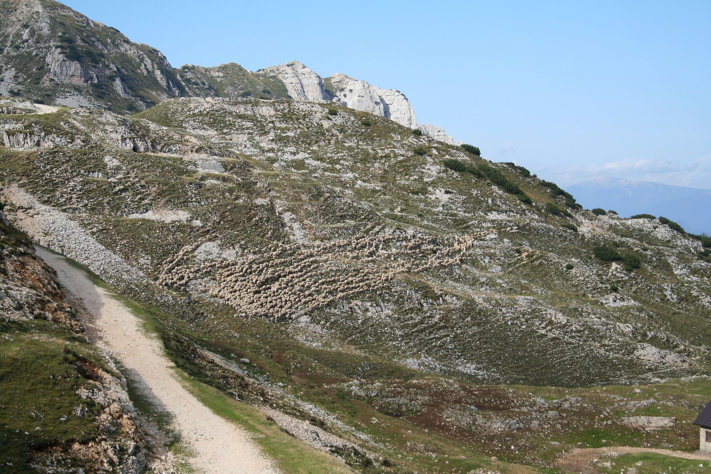 A flock camouflages itself between stones and grass...