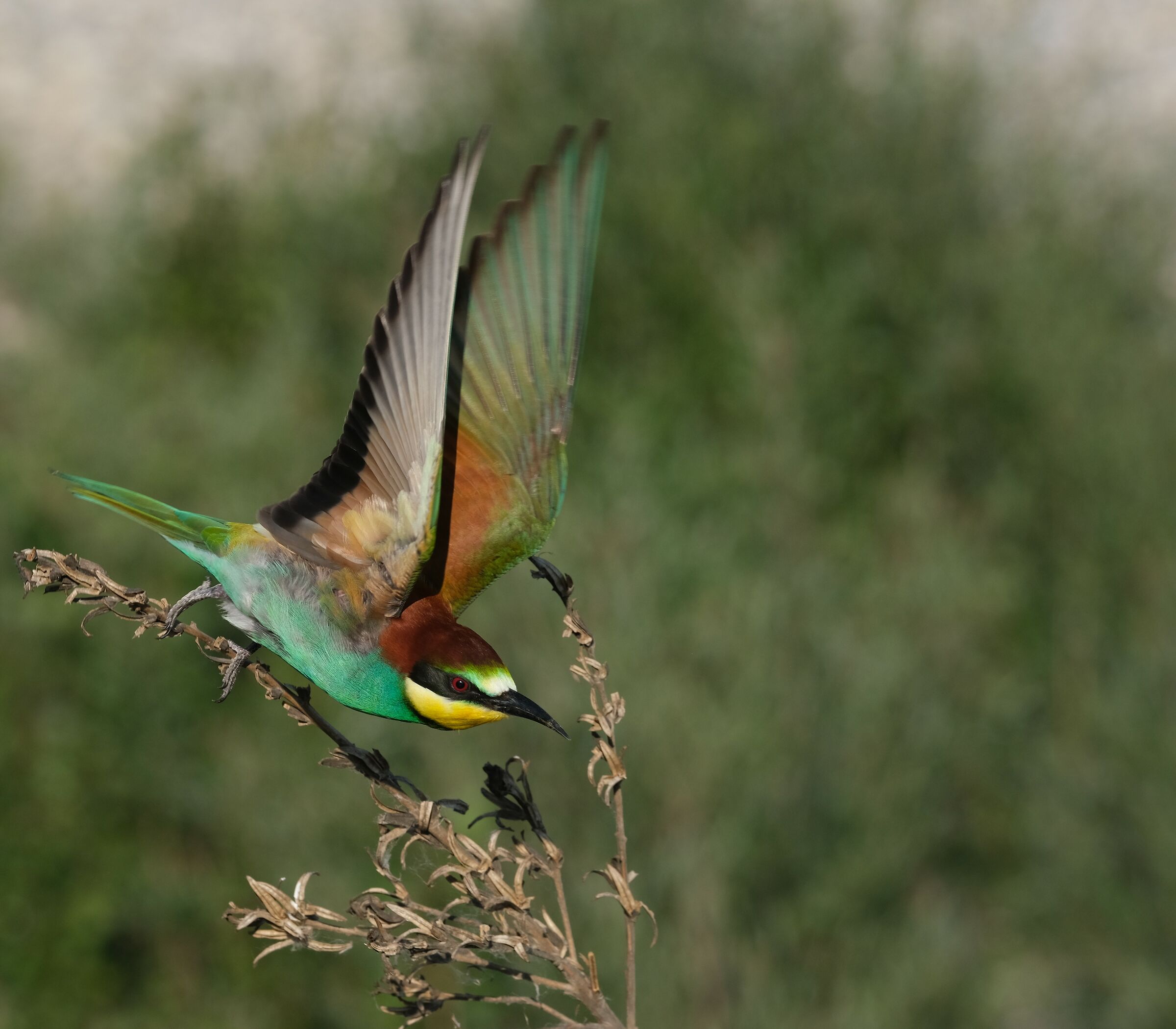 Bee eater take off...