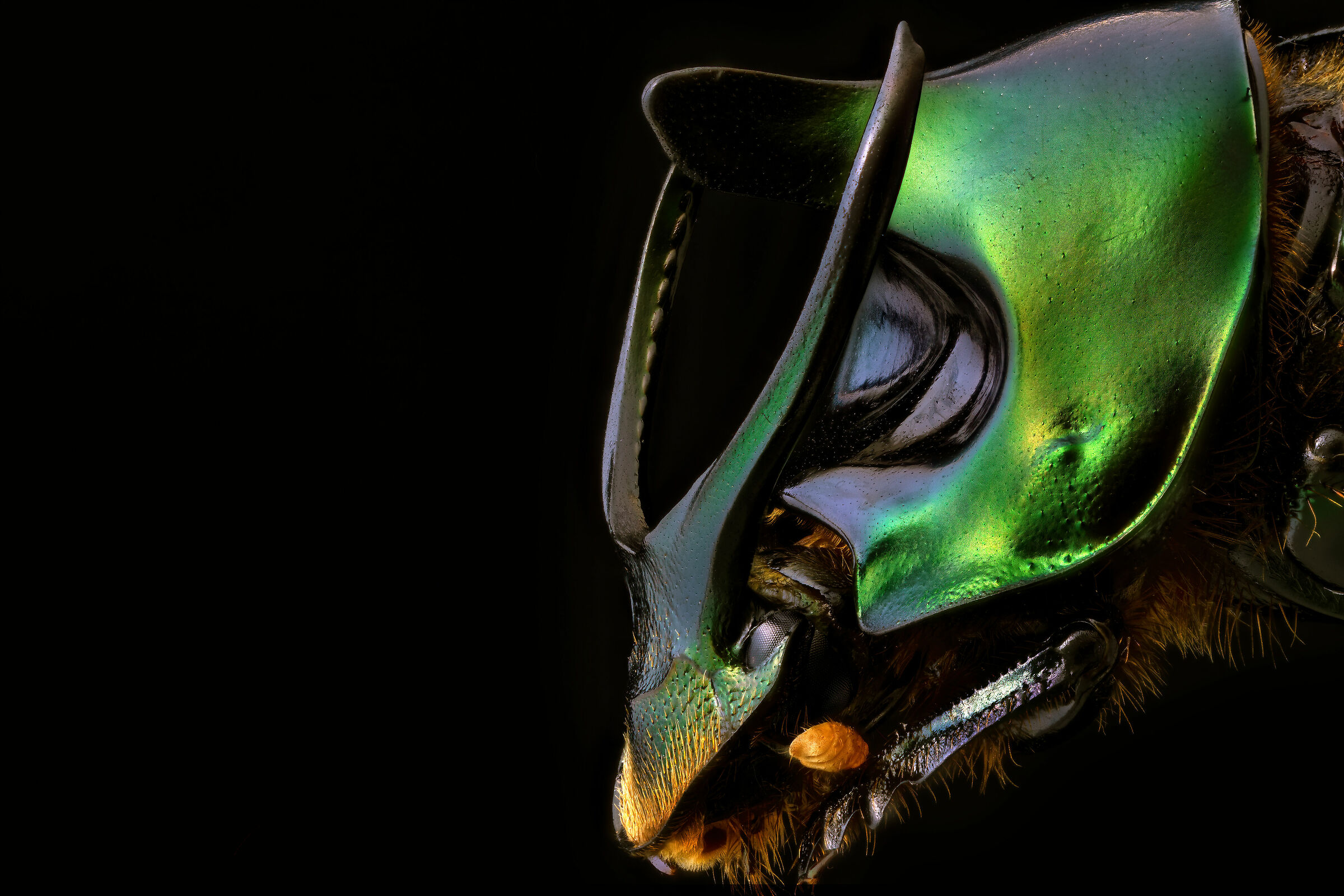 Onthophagus mouhouti...