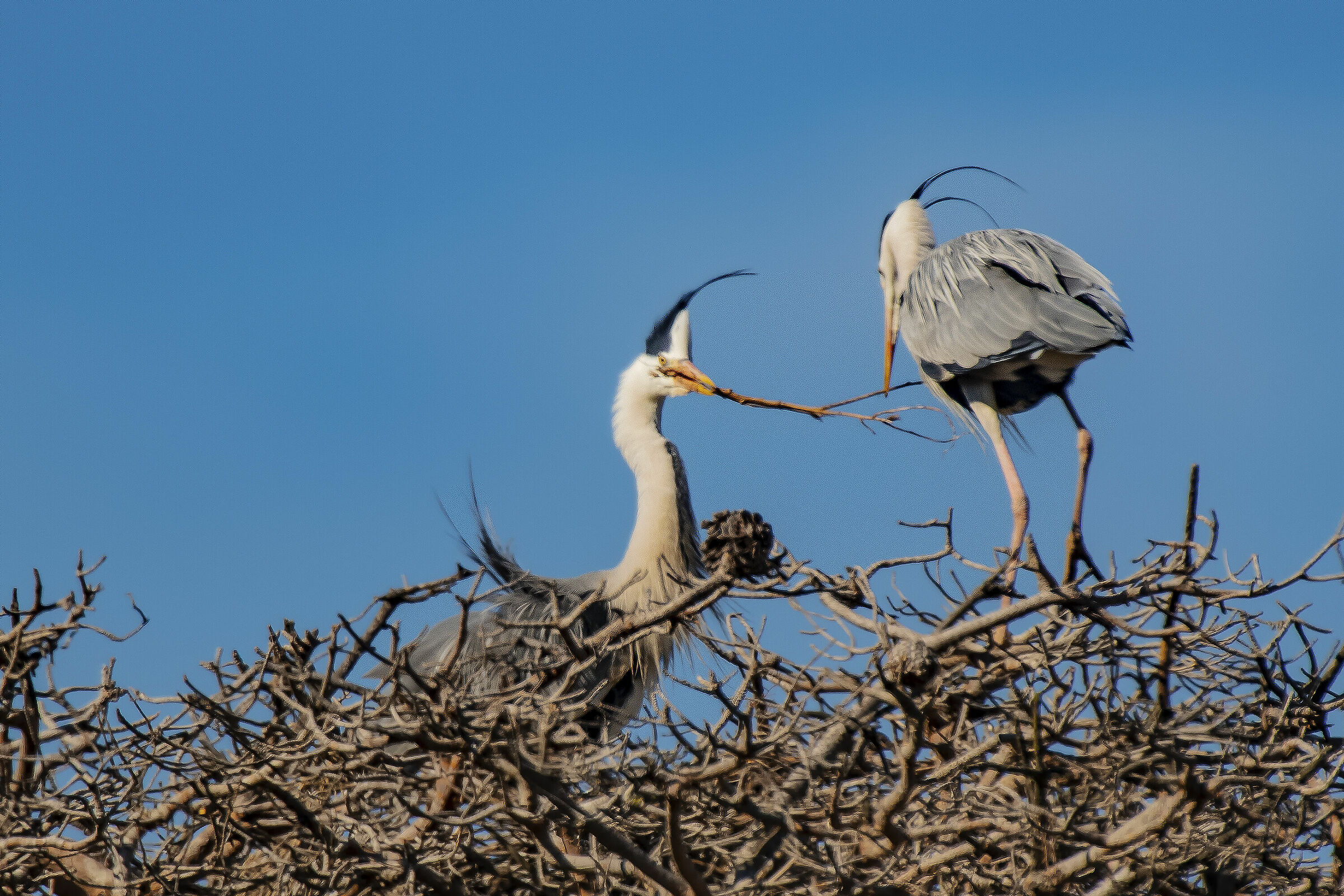 Herons Ashes on the Nest...