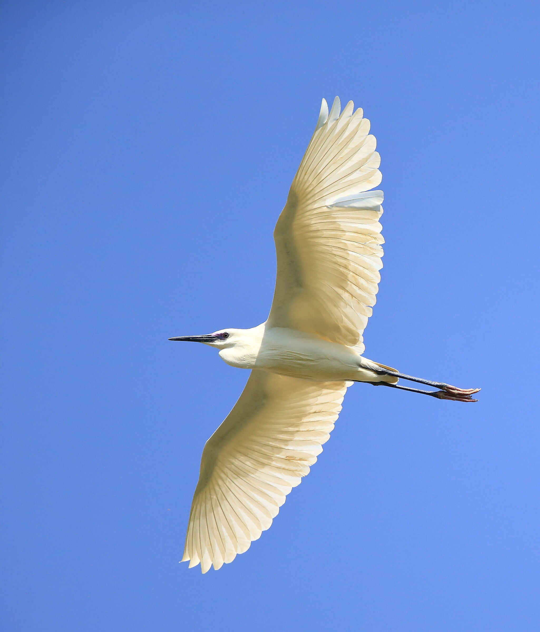 Garzetta (Egretta egret)...