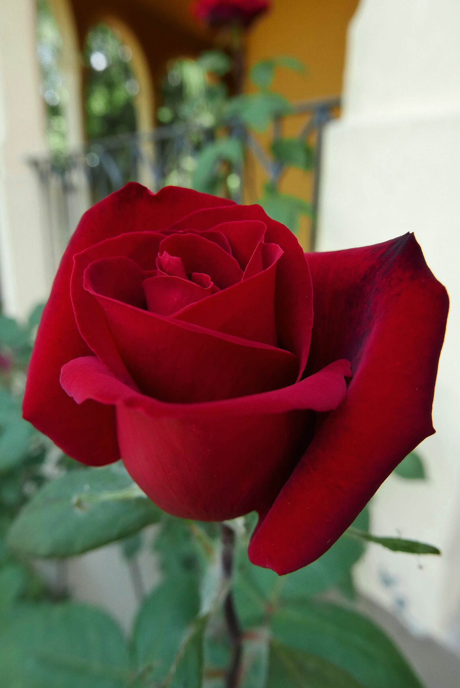 Rosa...
