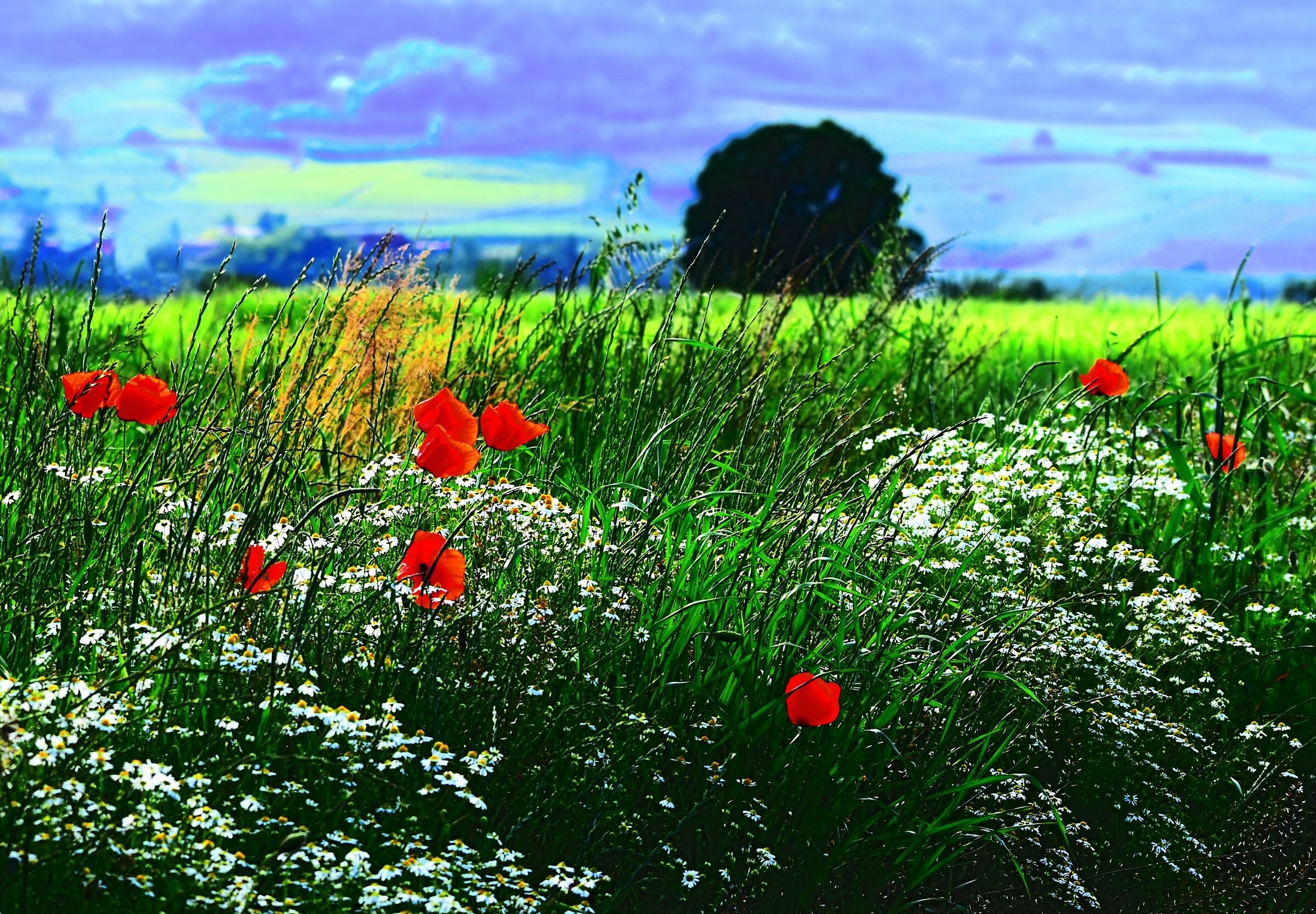 Mixed poppies and wheat ...