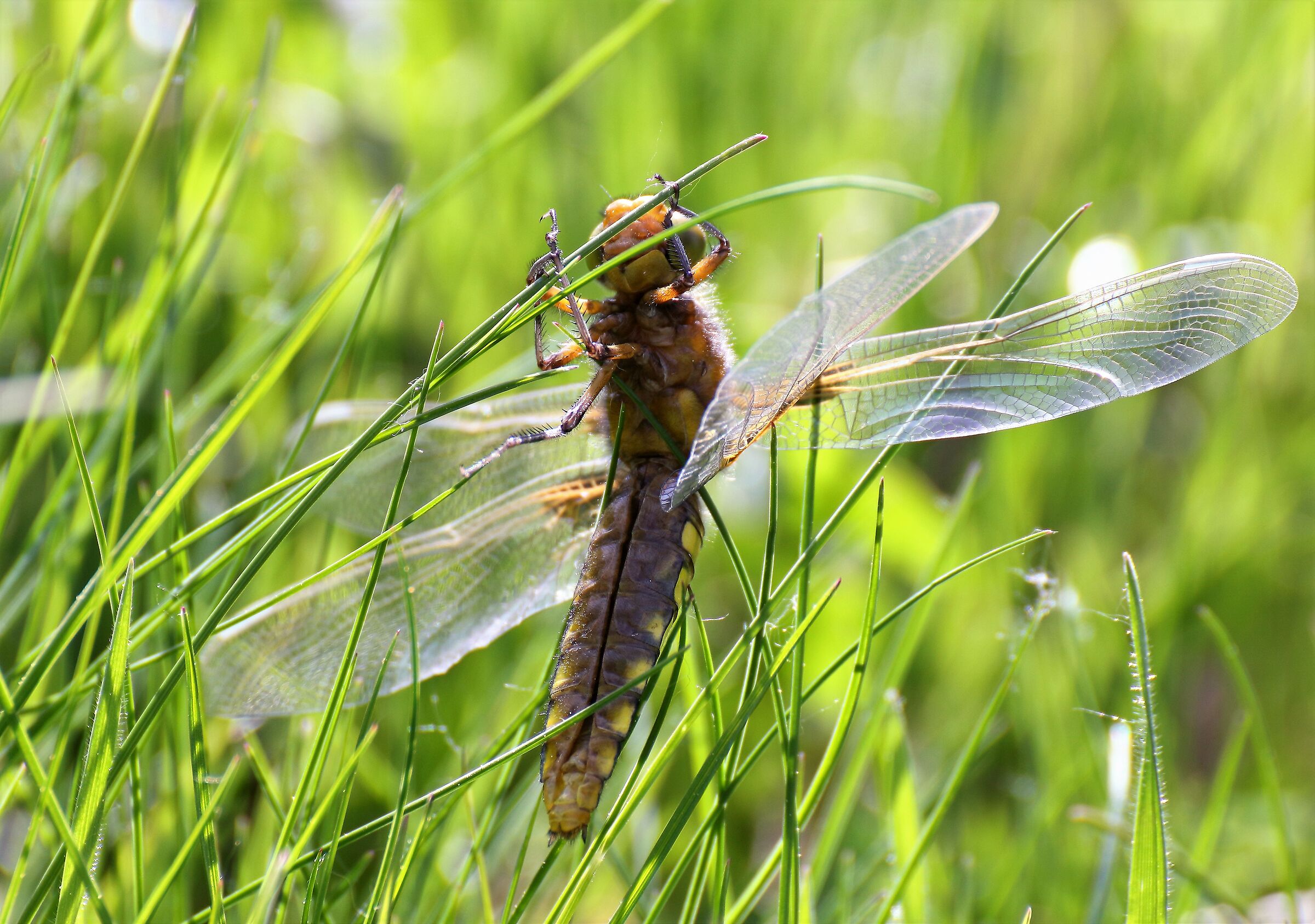 Dragonfly streching...