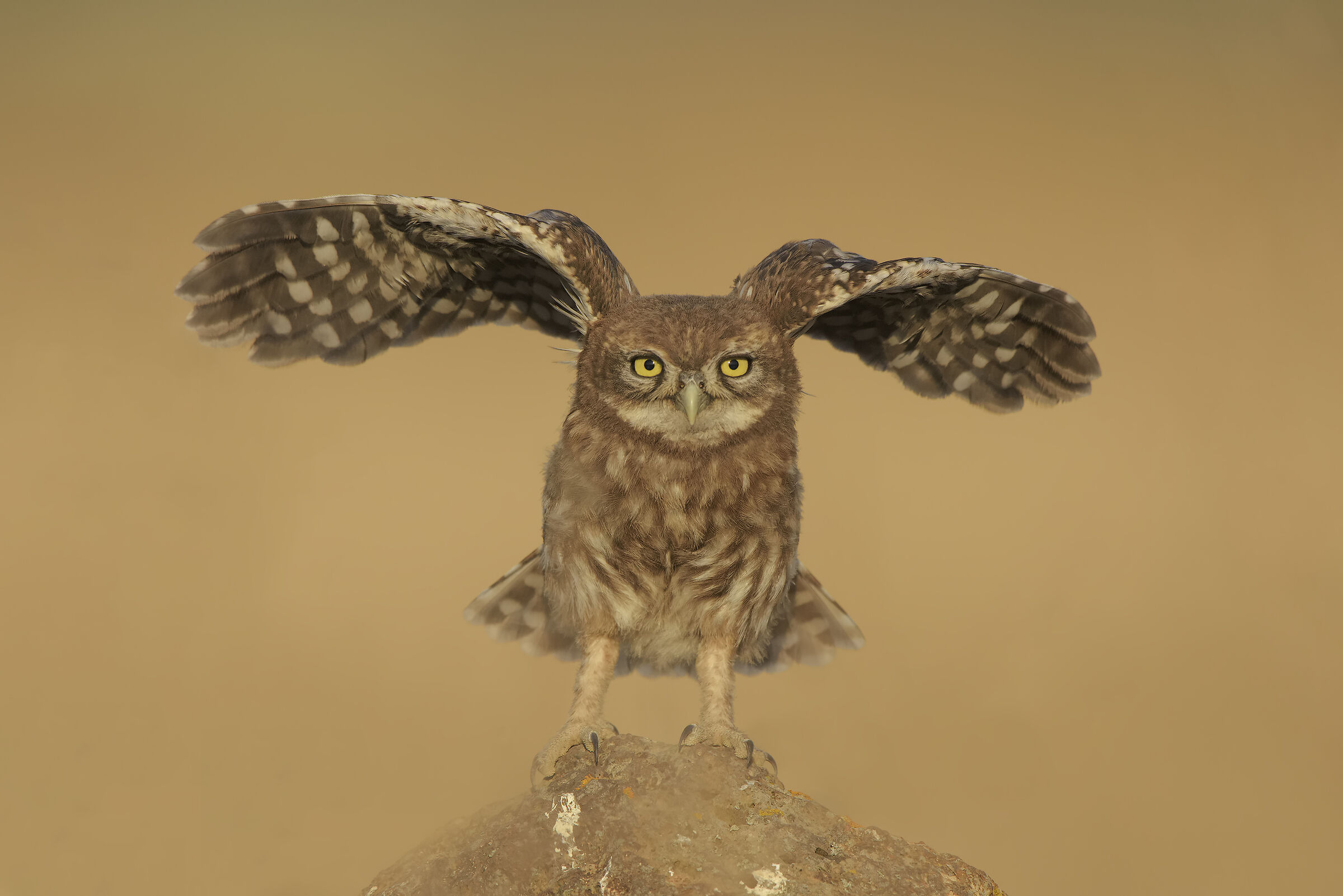 young owl...