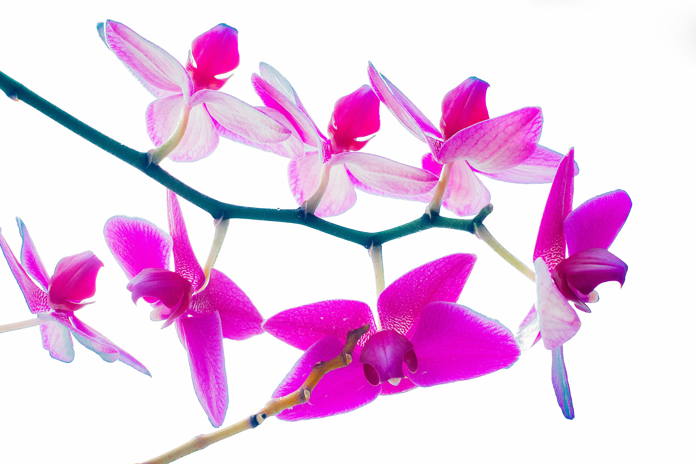 orchidee 01...