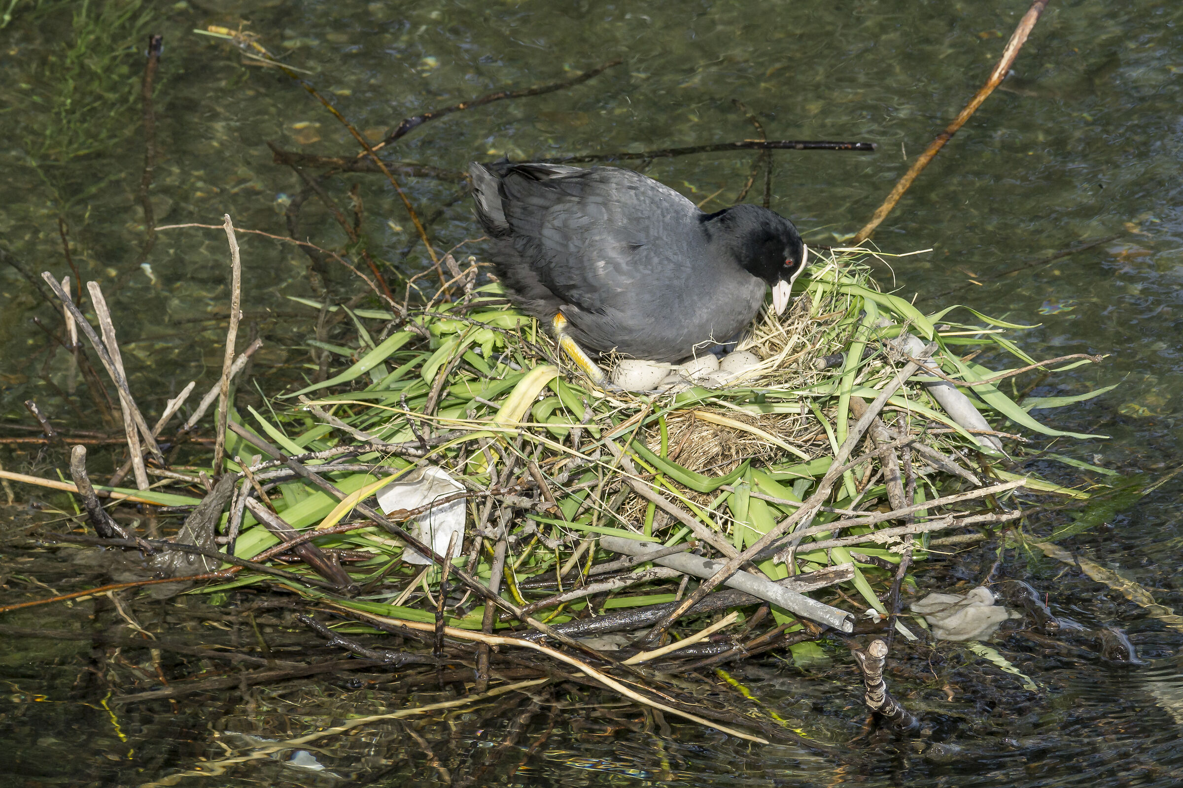 Pair of coots in their nest - 6...