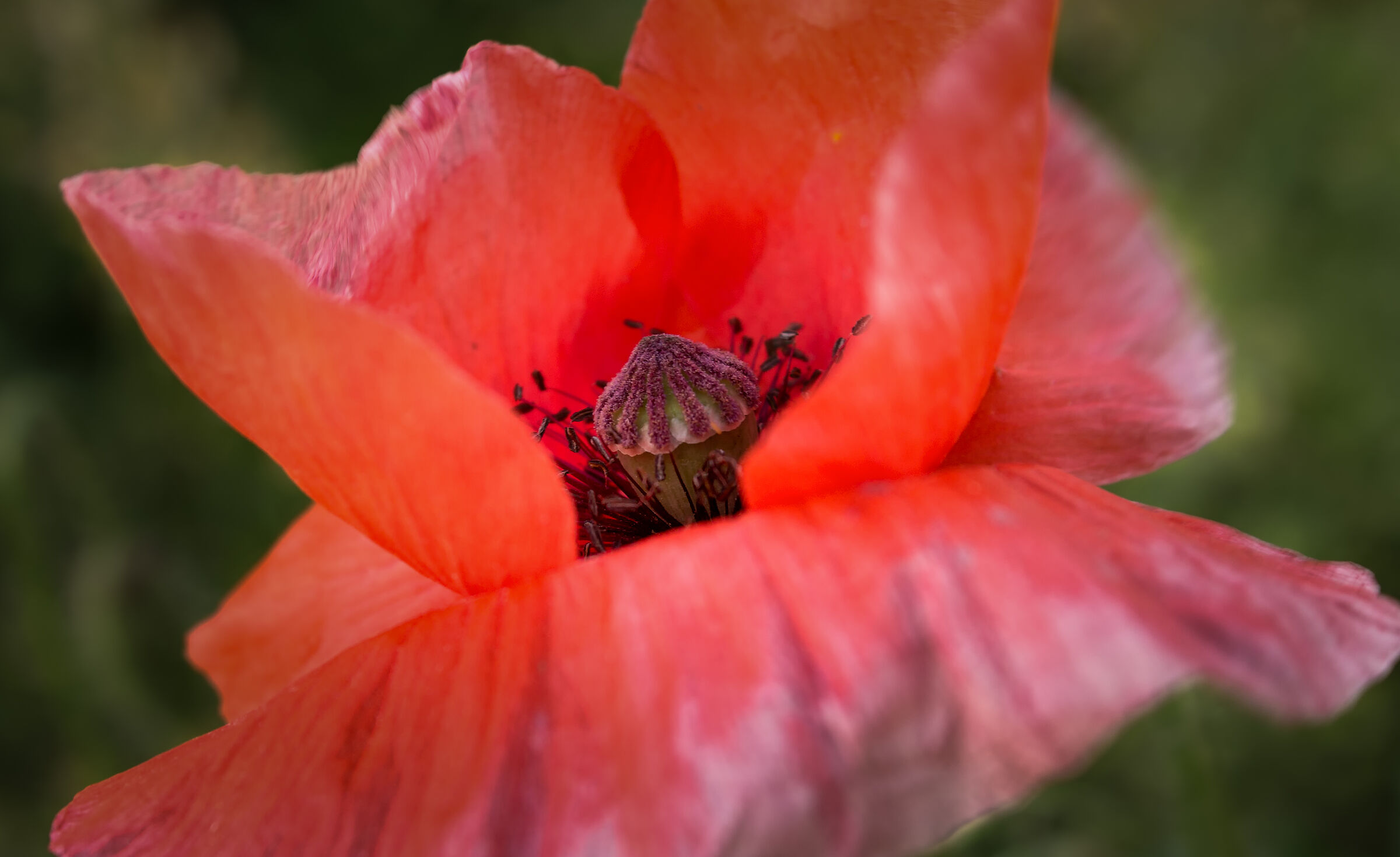 In the mouth of the... Poppy...