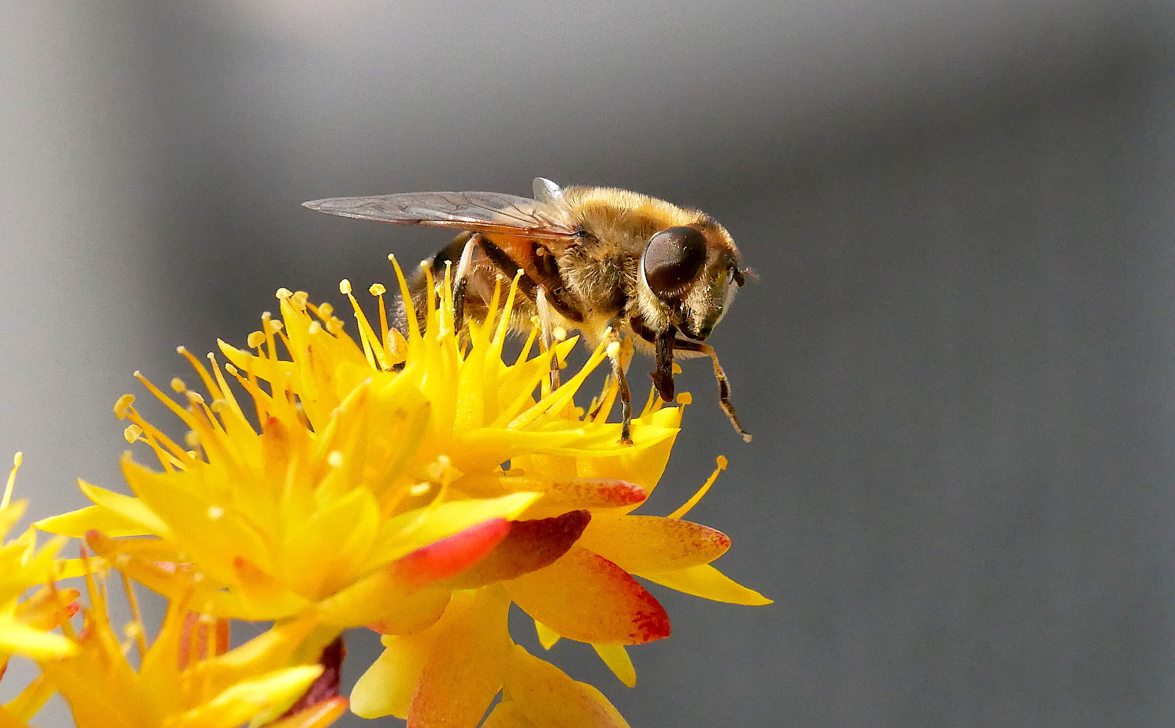 Buzzing bee...