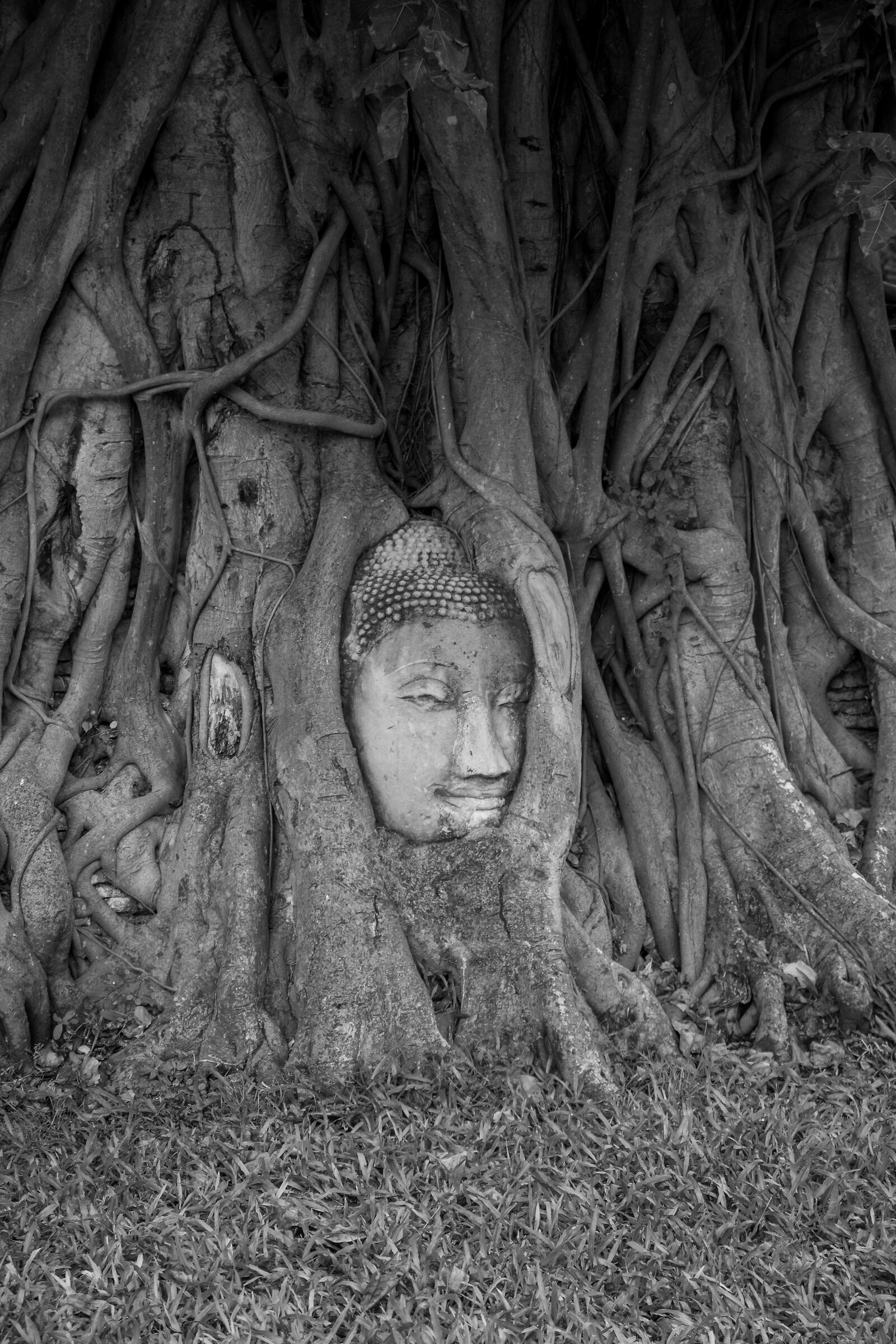 The roots of Buddhism...