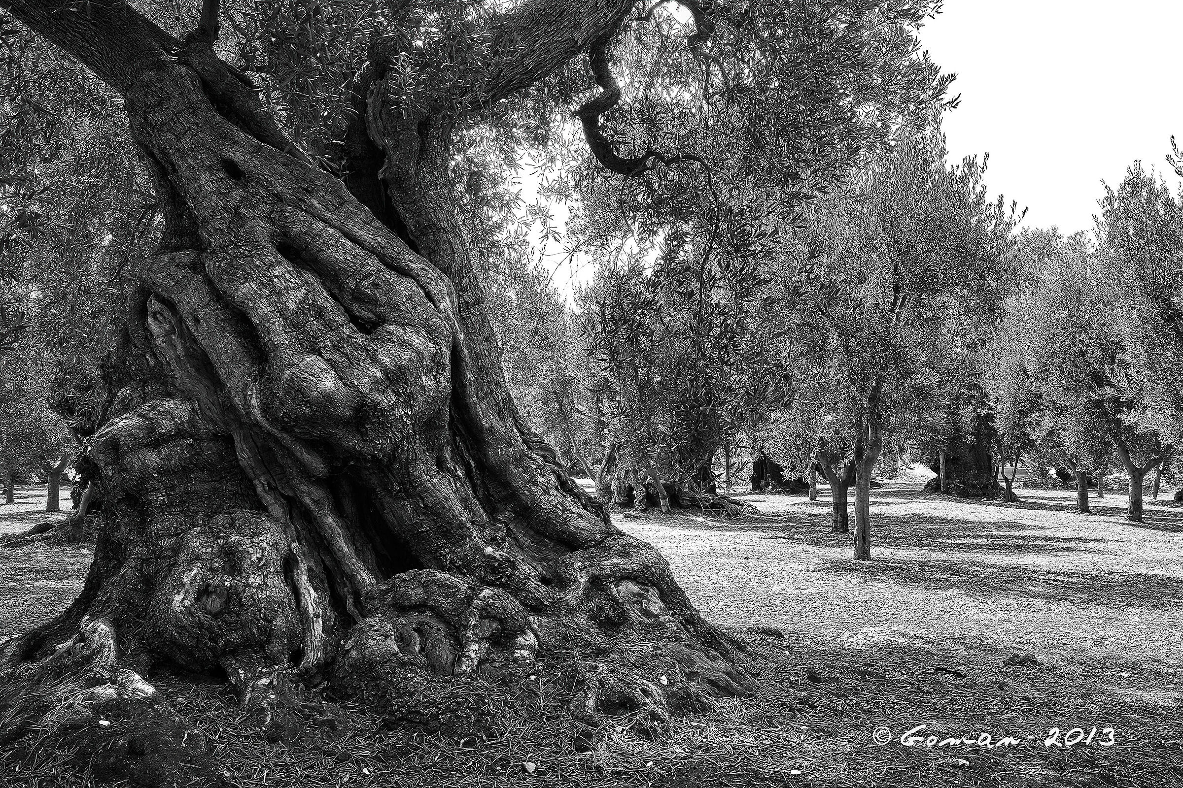 Secular olive tree...