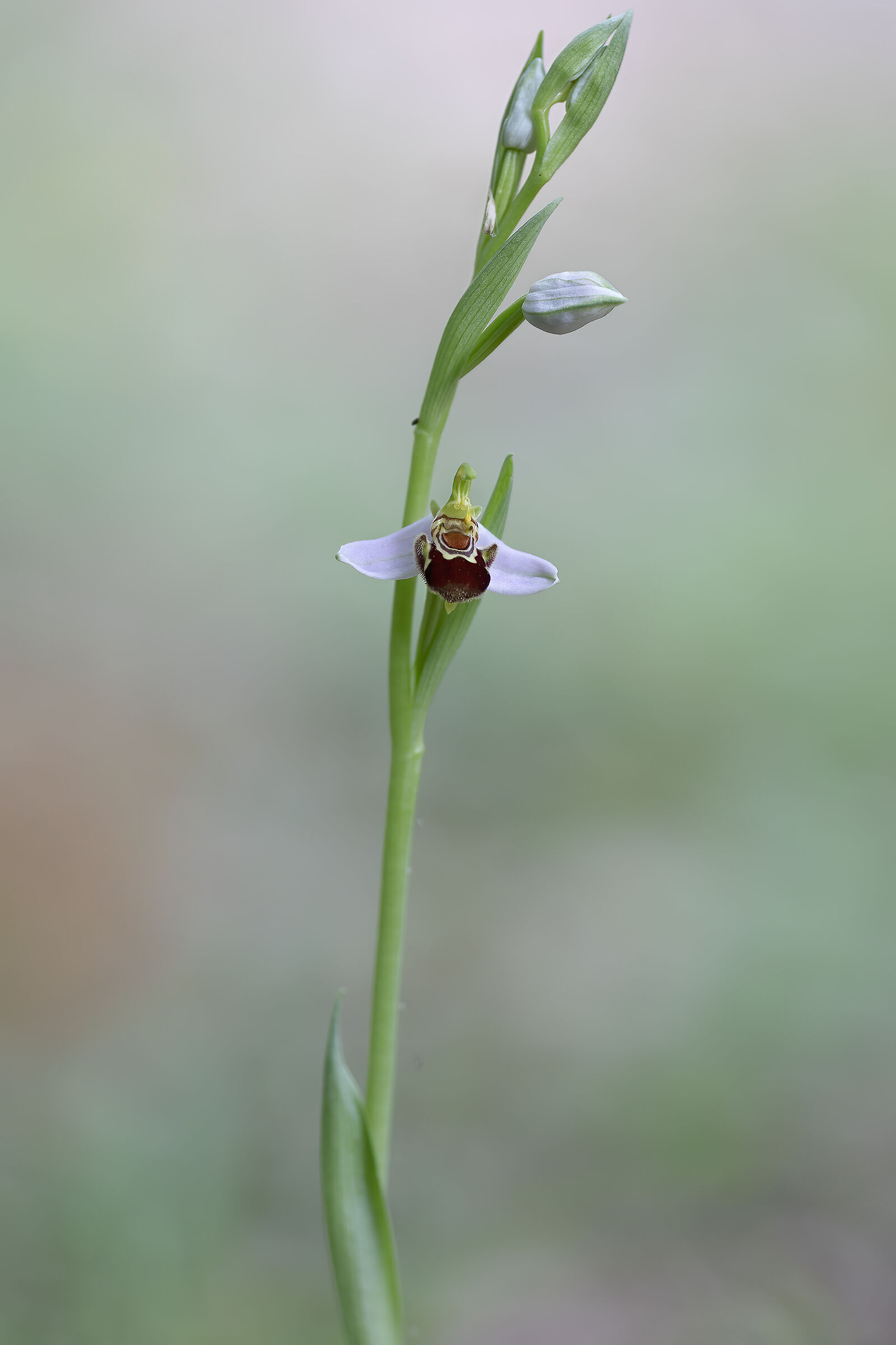 Spontaneous orchid, Ophrys apifera...