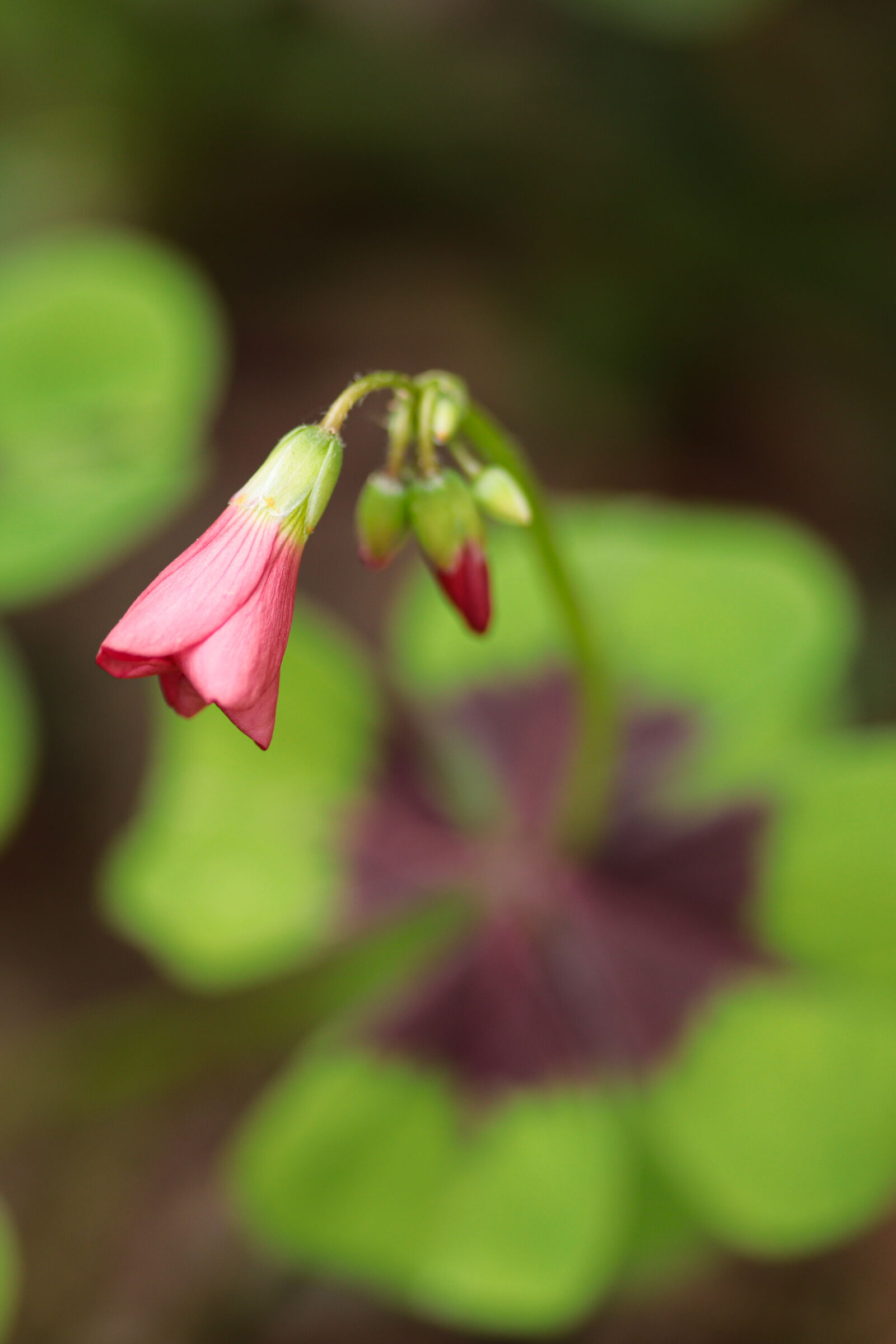  Oxalis tetraphylla in (almost) flower ...