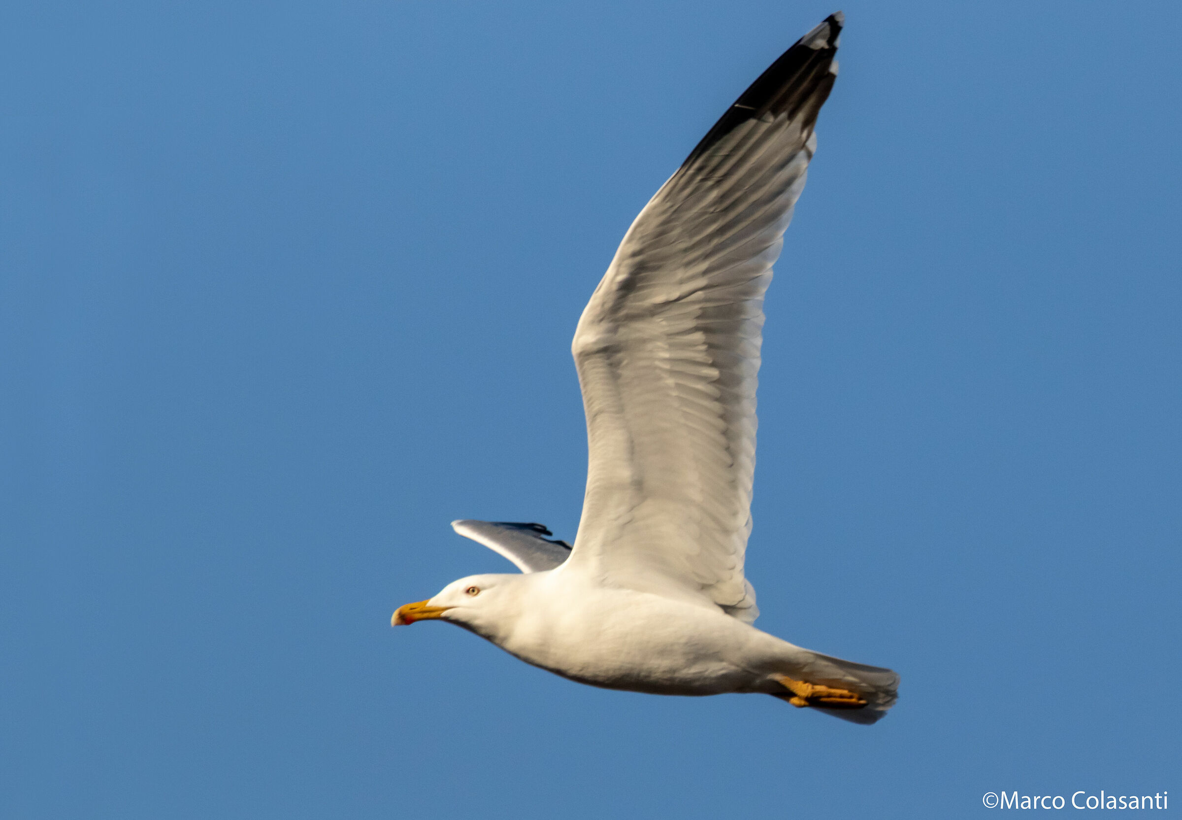 Royal Seagull...
