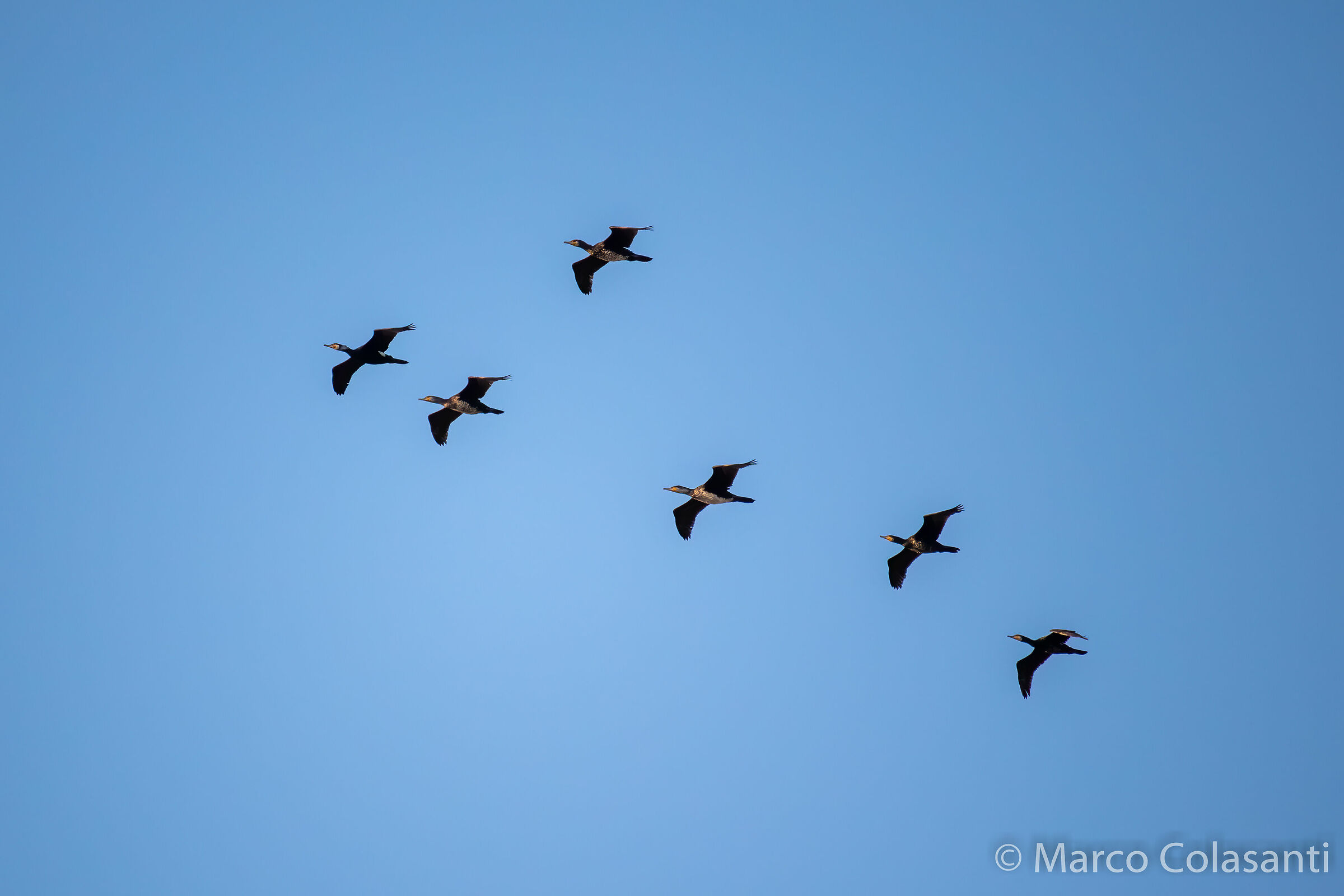 passage of cormorants...