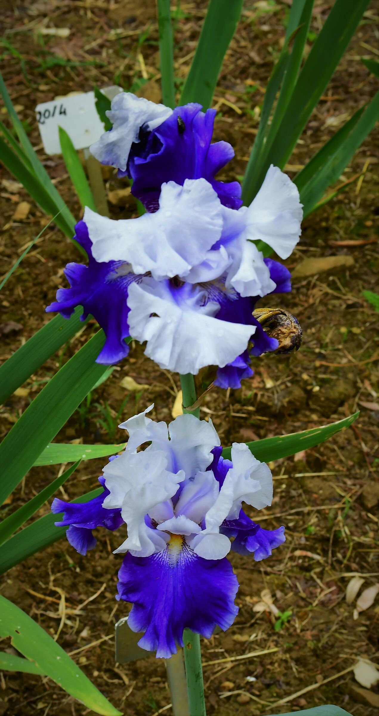 garden of the iris in firenze...