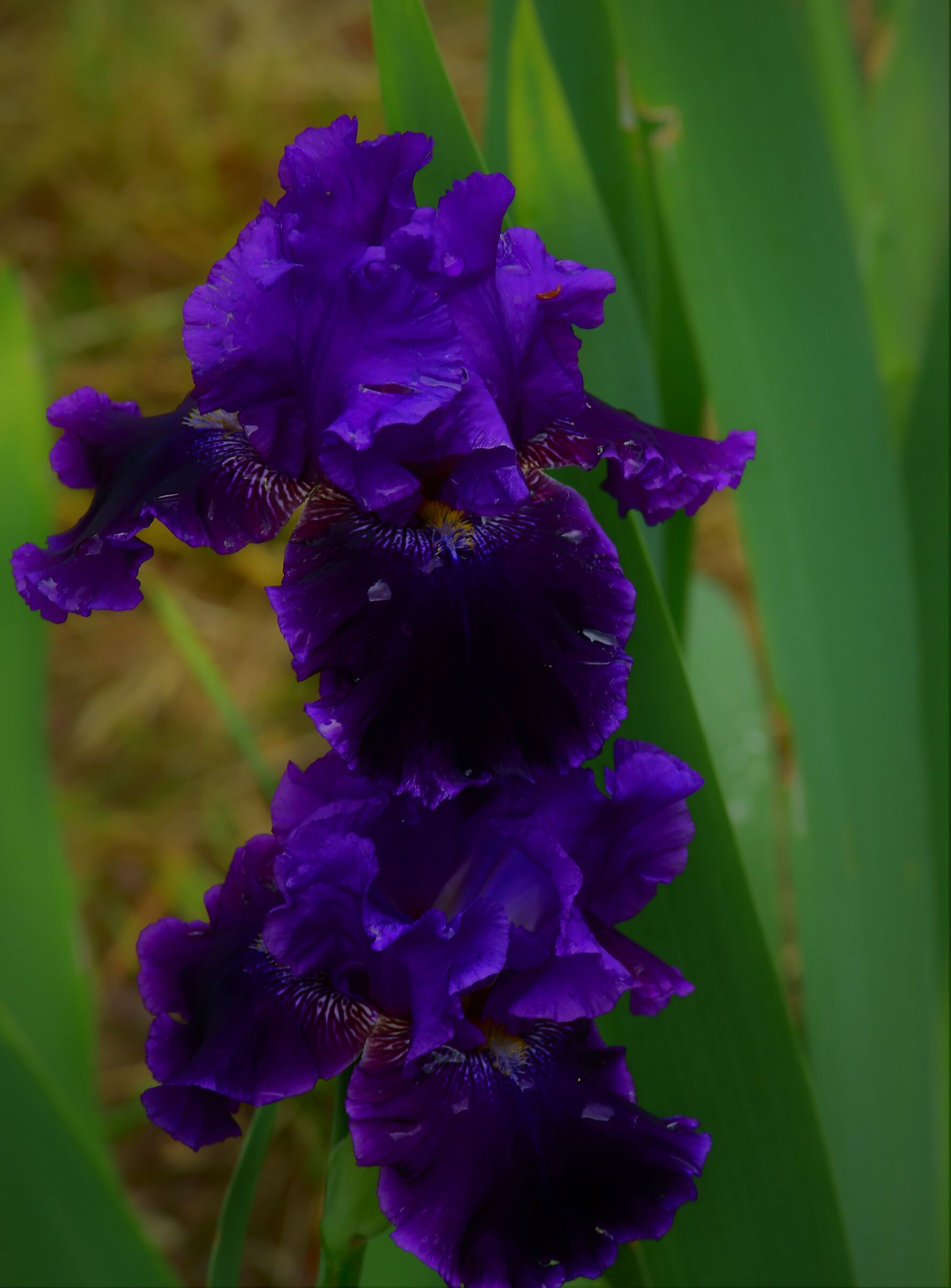 garden of the iris in firenze...