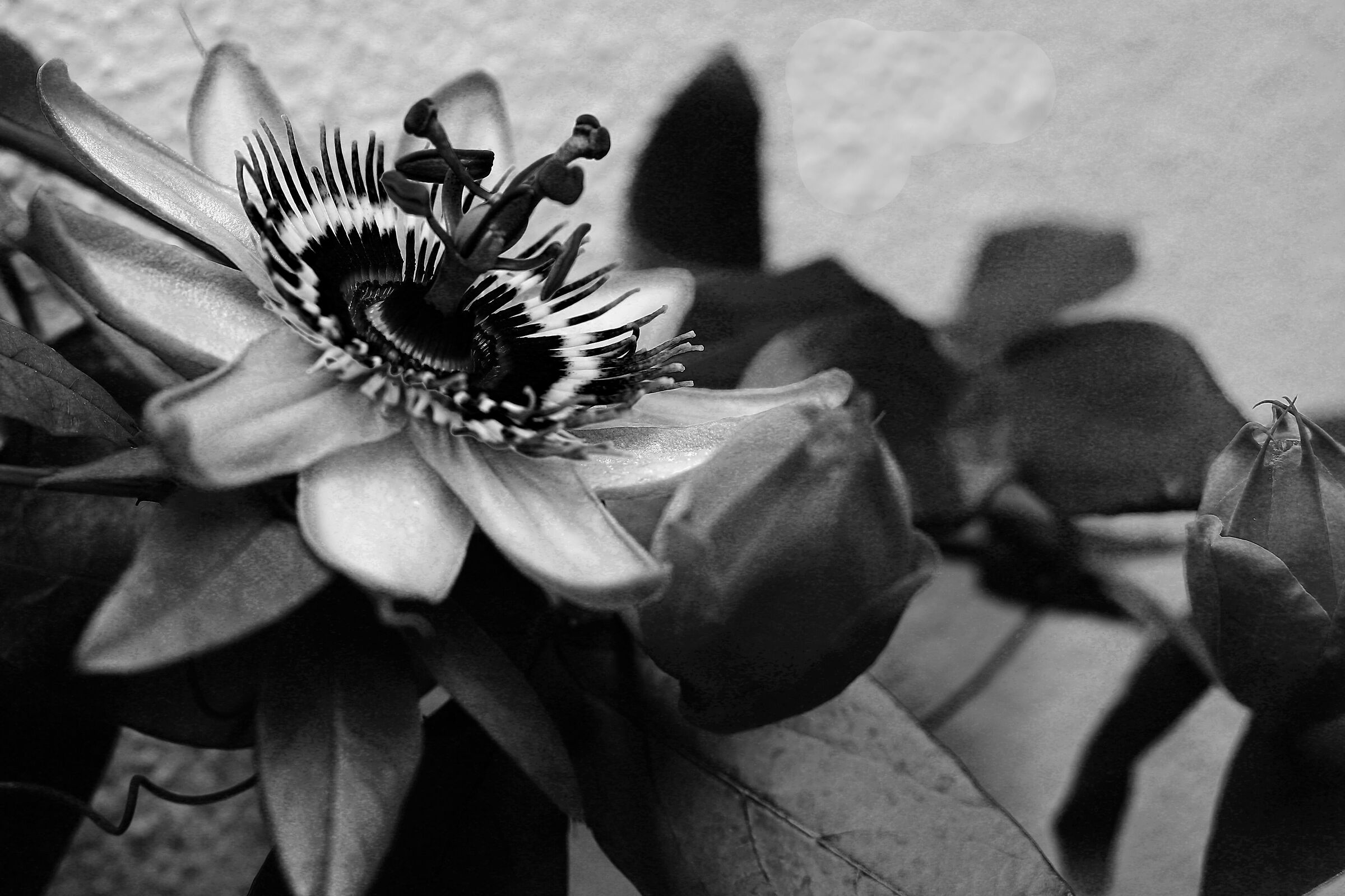 Passiflora2 - Better in color or b/n?...