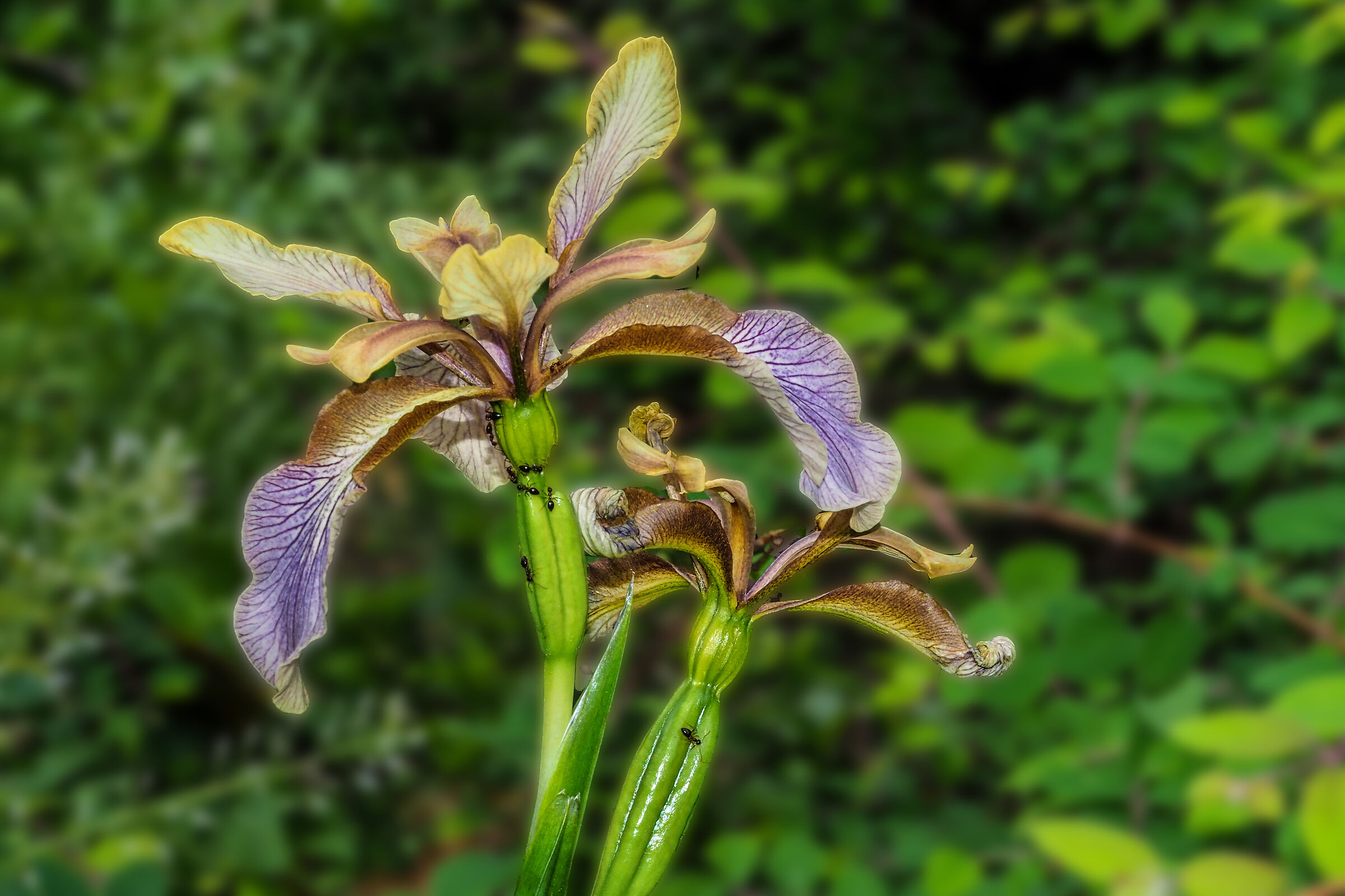 Iris phoetidissima...