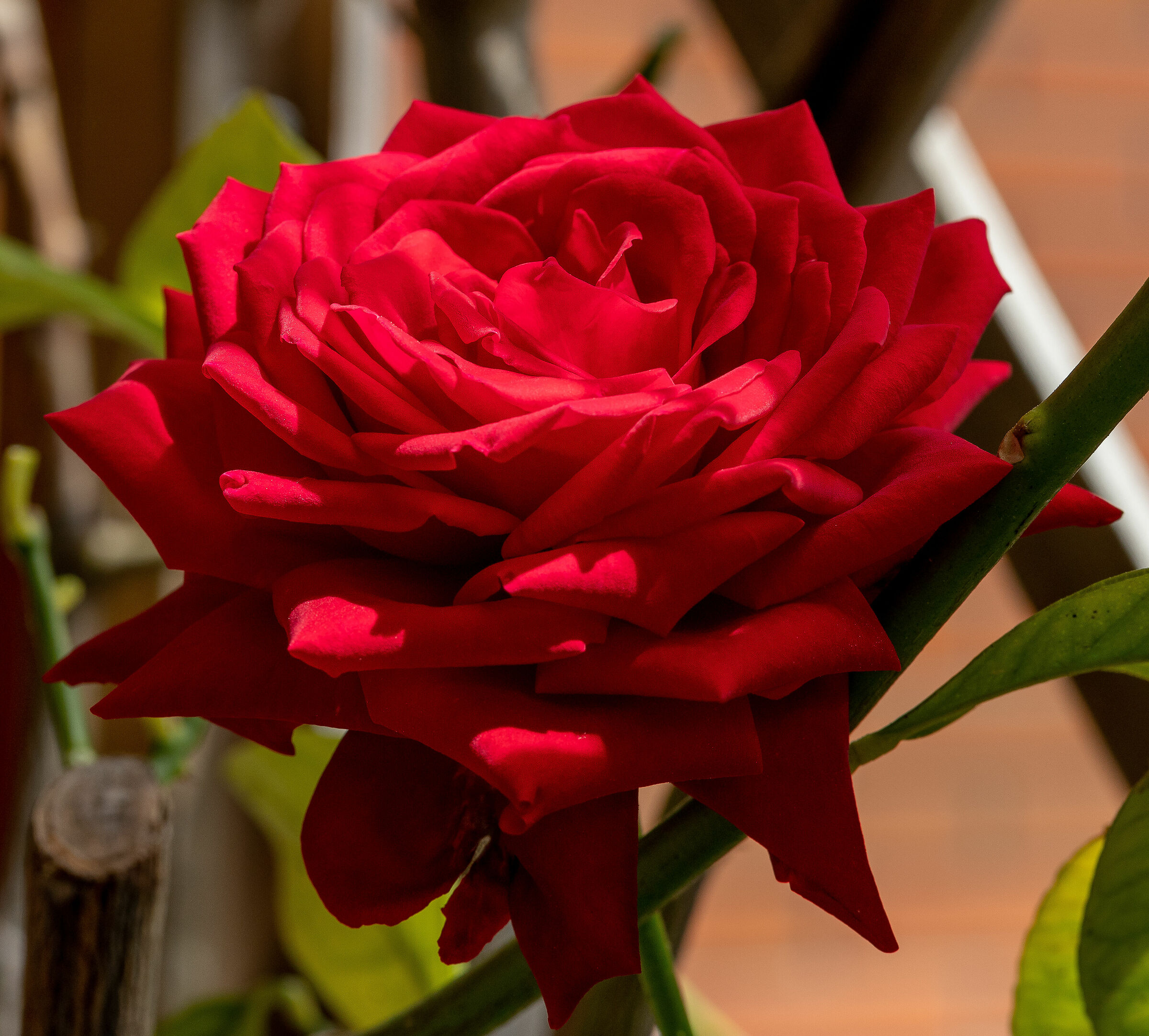 rosa rossa...