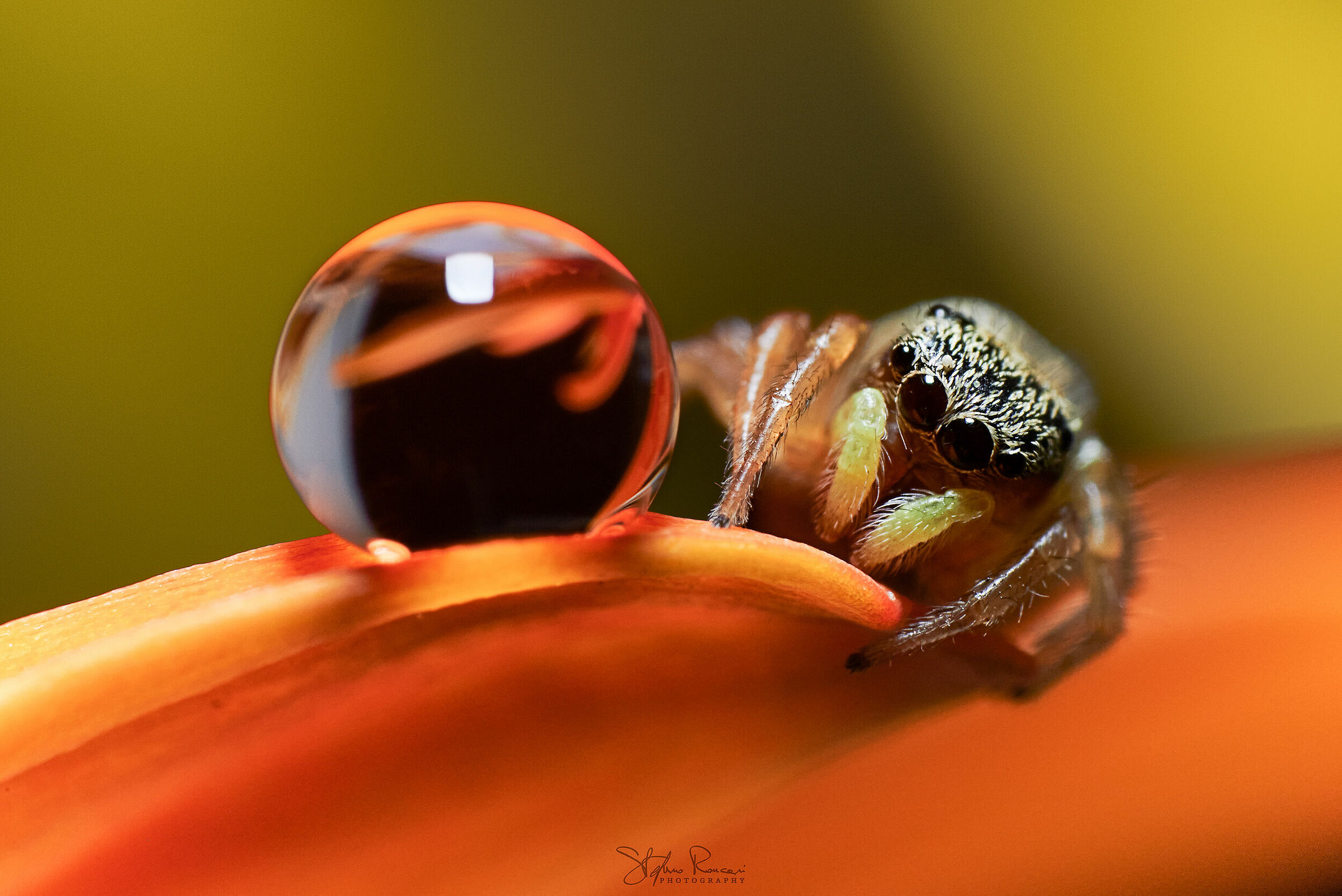 The Curiosity of the Spider...