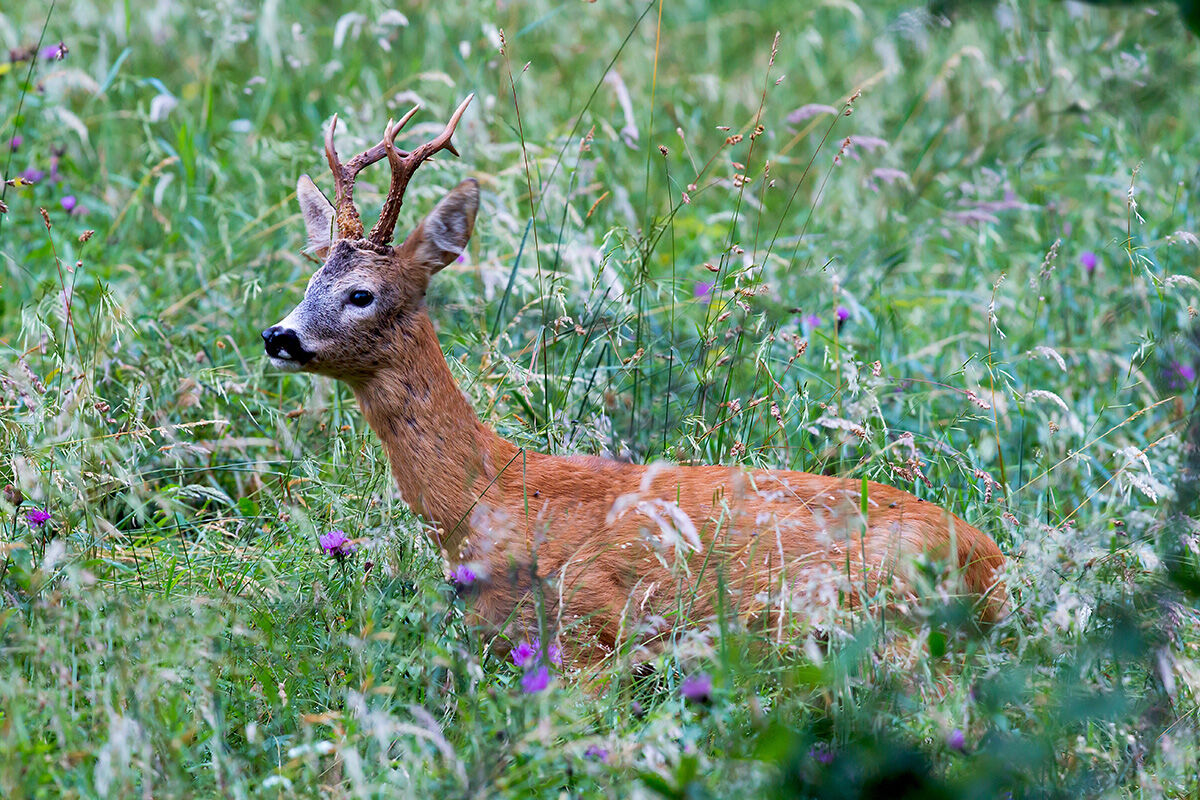 Roe deer in the flowering grass...
