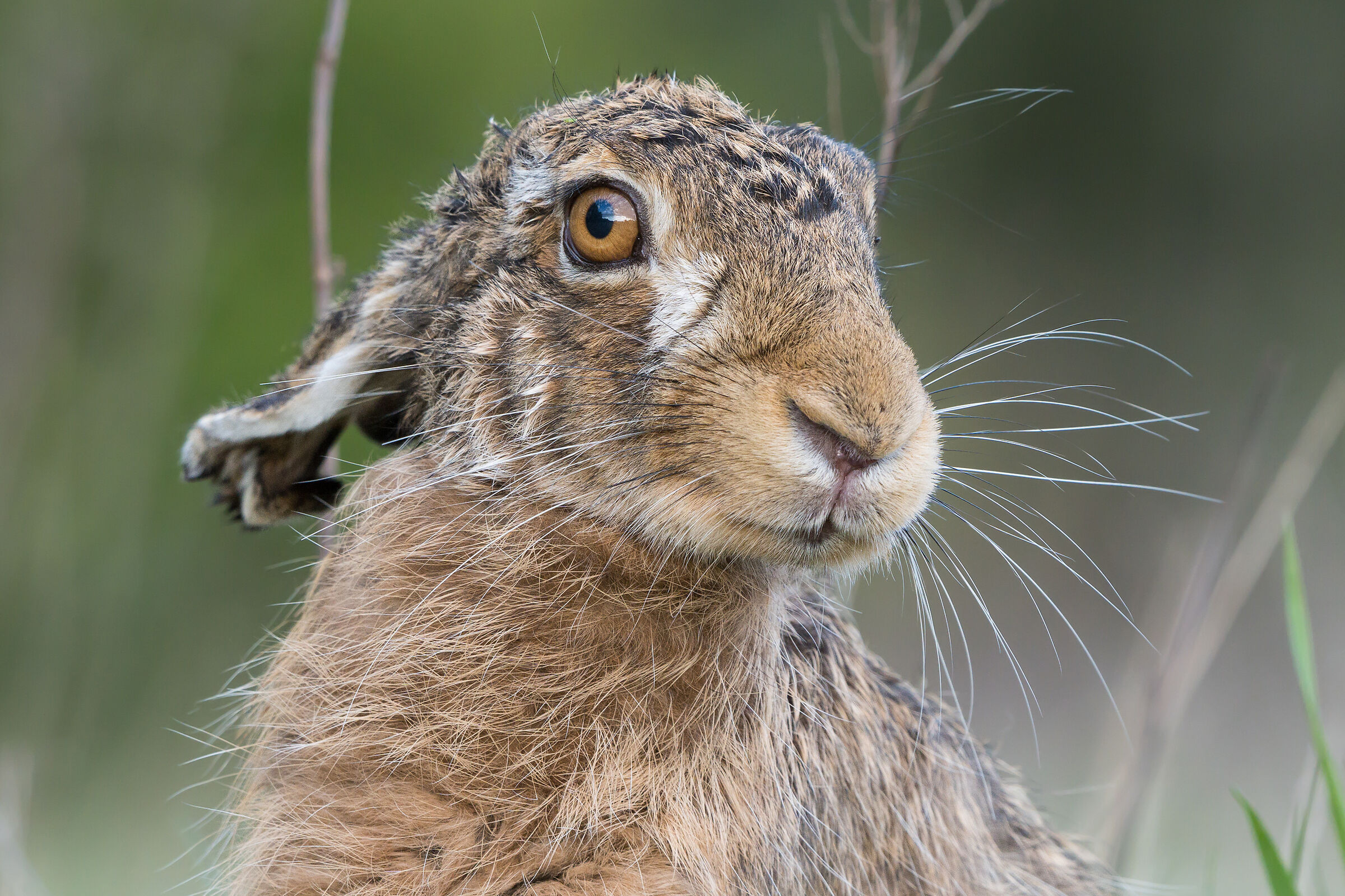 Brown hare (Lepus europaeus)...