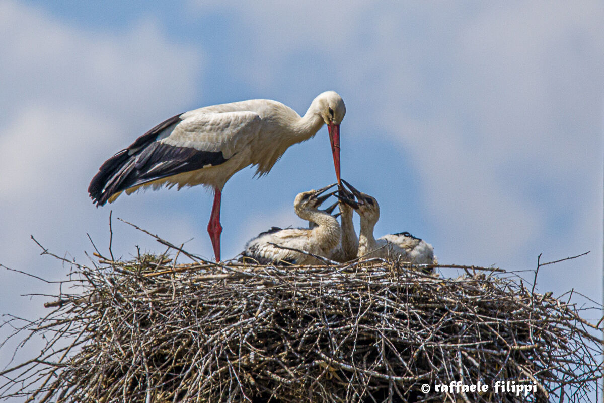 Stork with small...