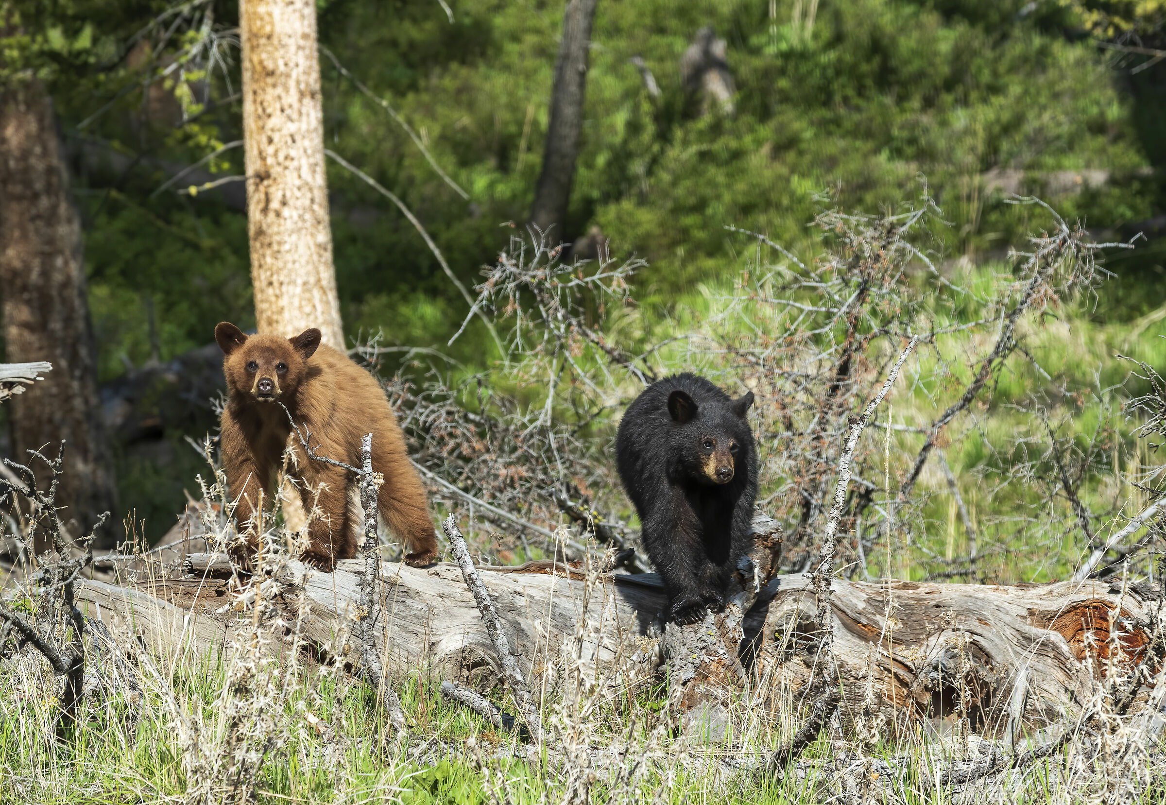 black bear cubs...