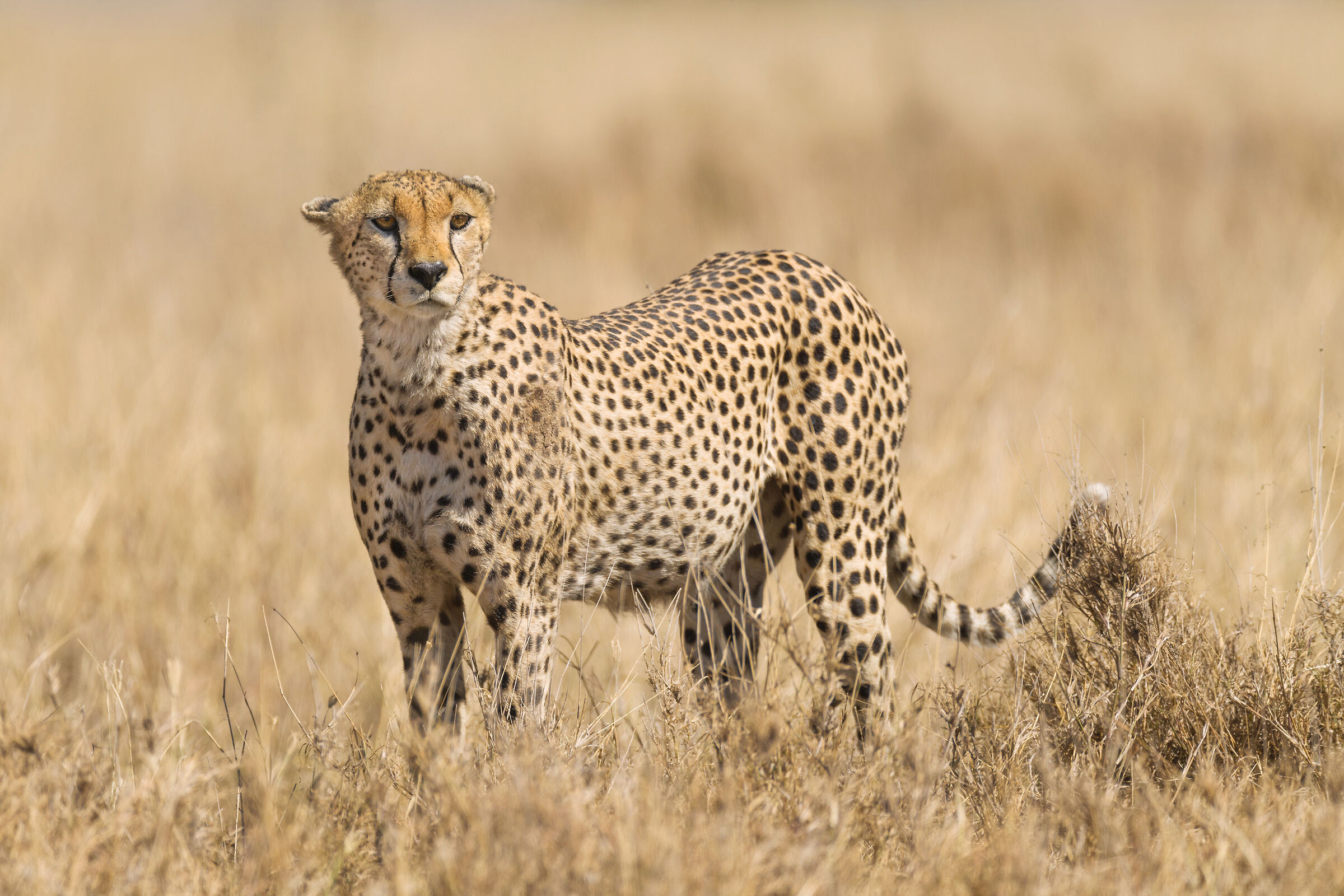 Cheetah, Serengeti....