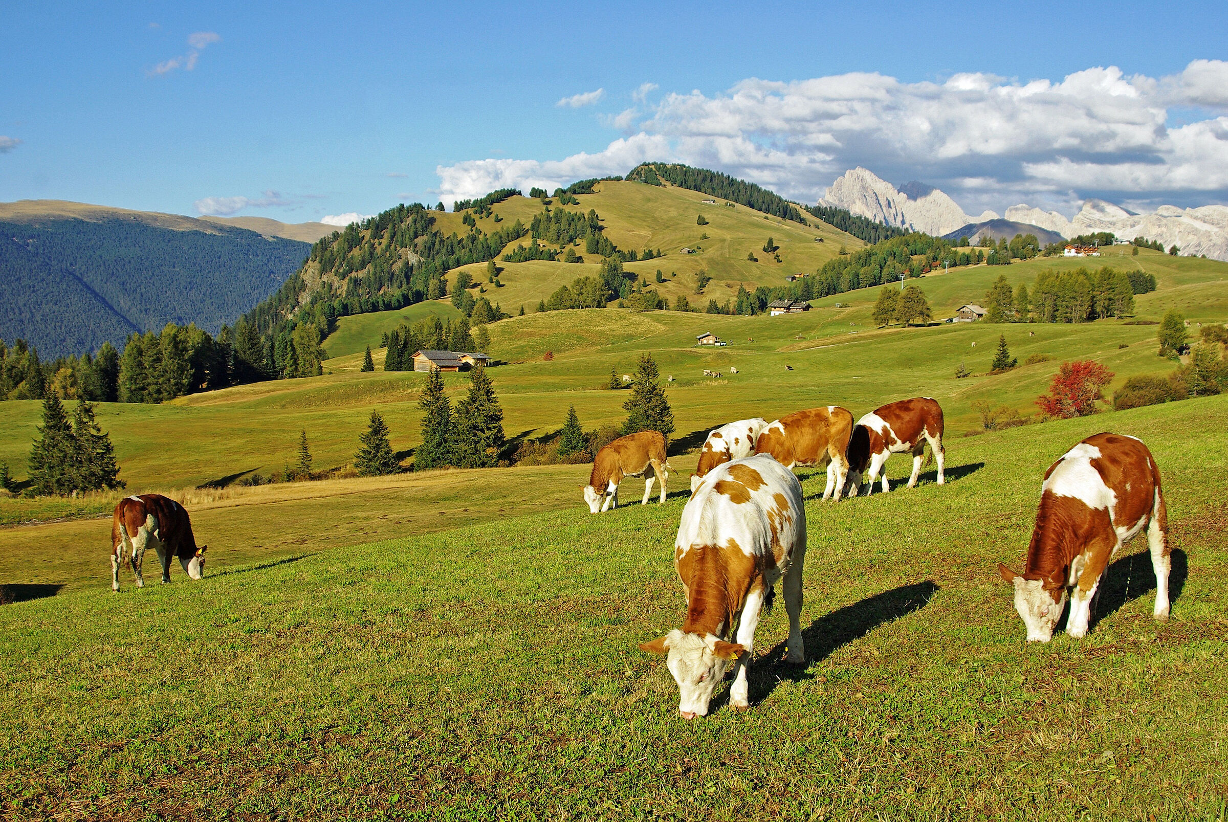 Alto Adige: Mucche (molto pulite) al pascolo...