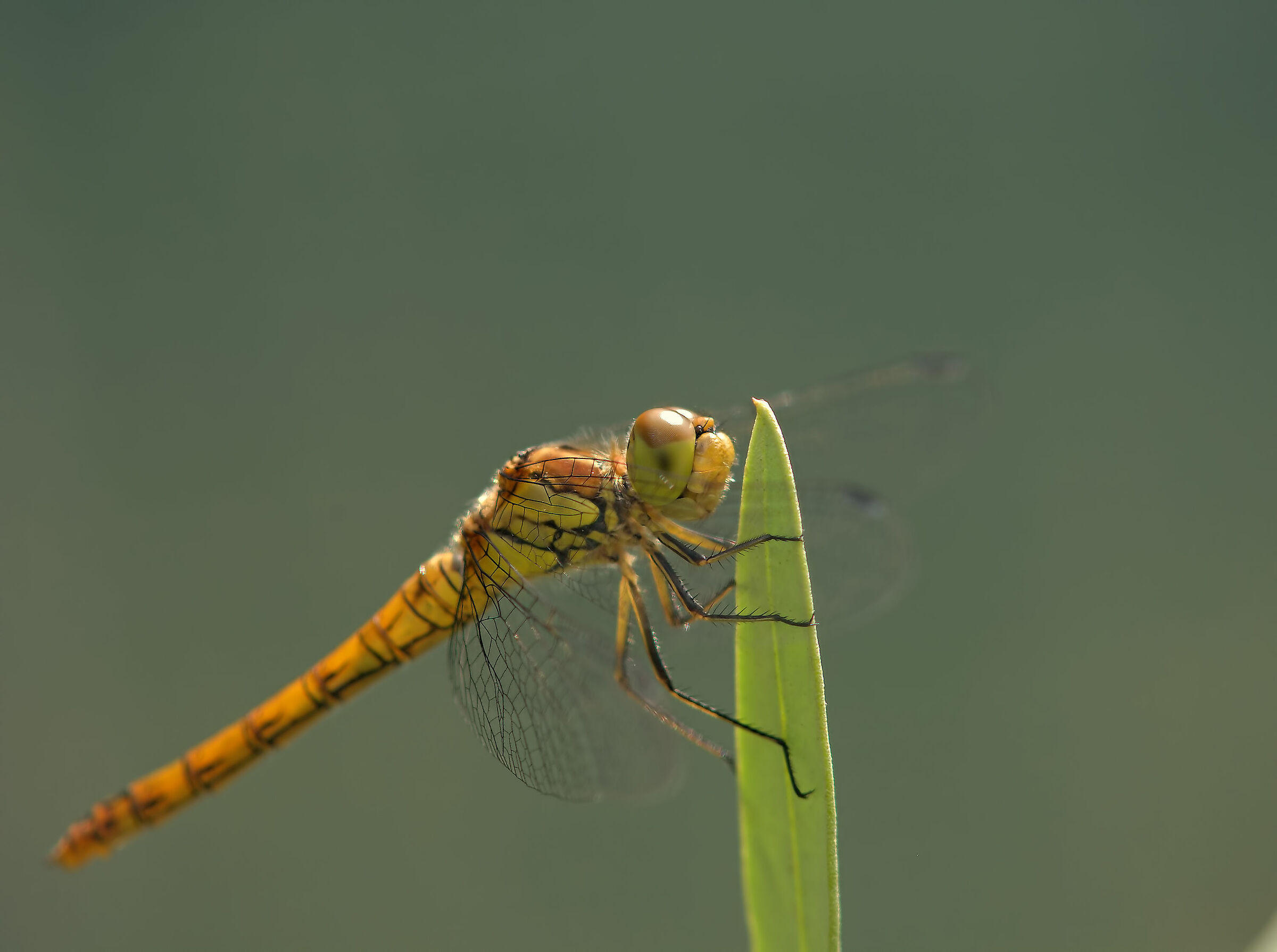 Libellula...
