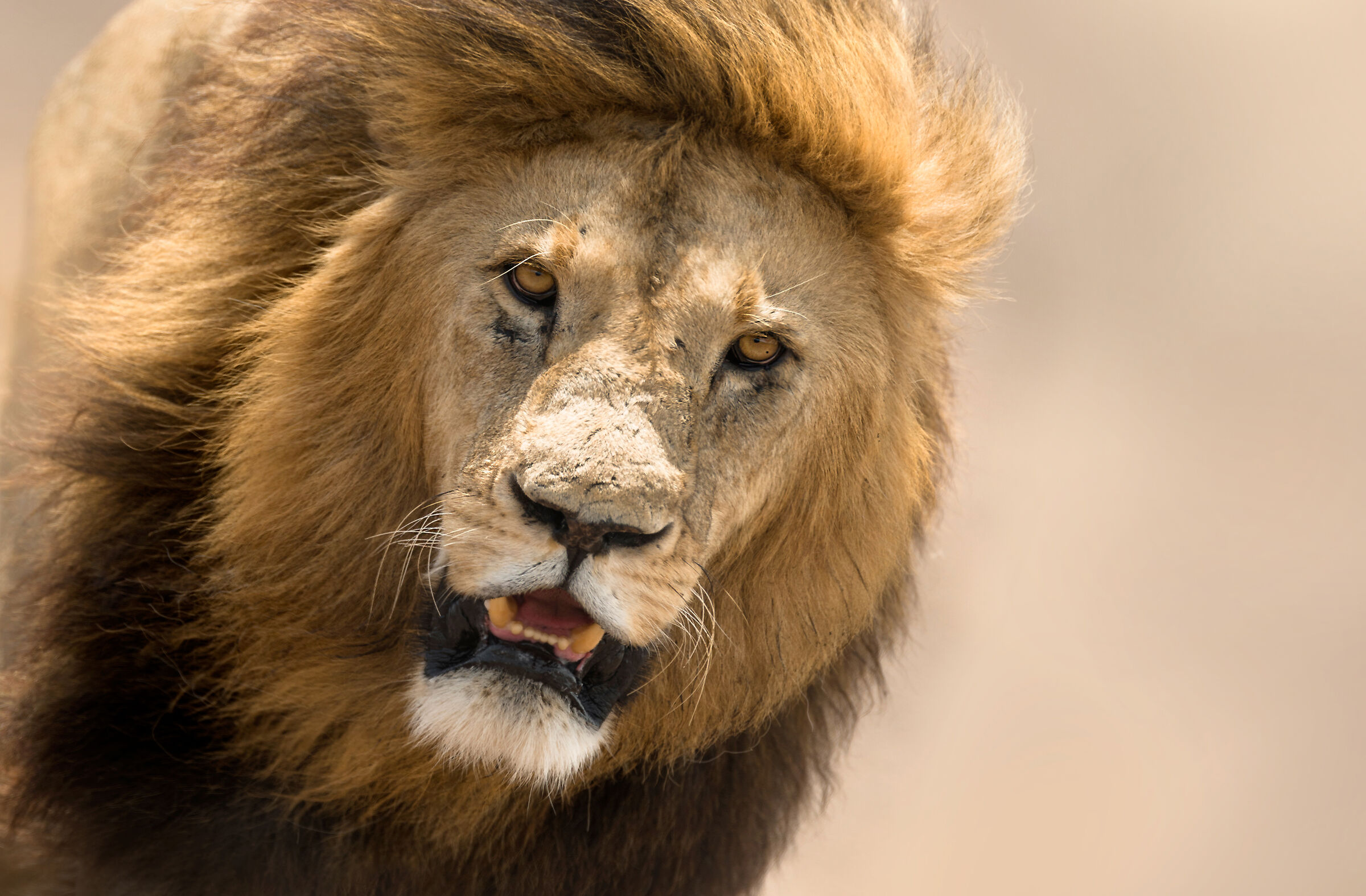 Lion, Ngorongoro....
