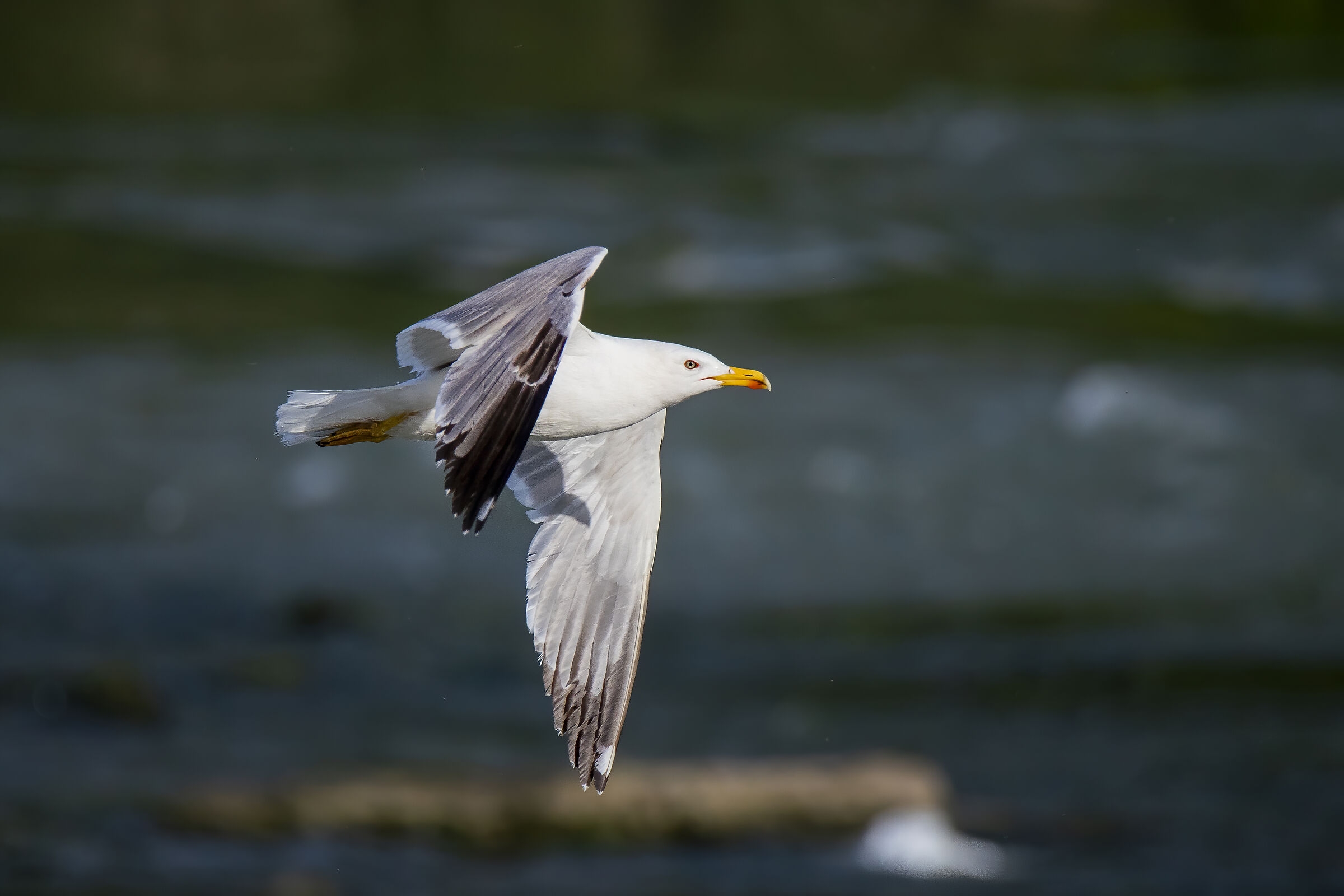 The Seagull's Flight...